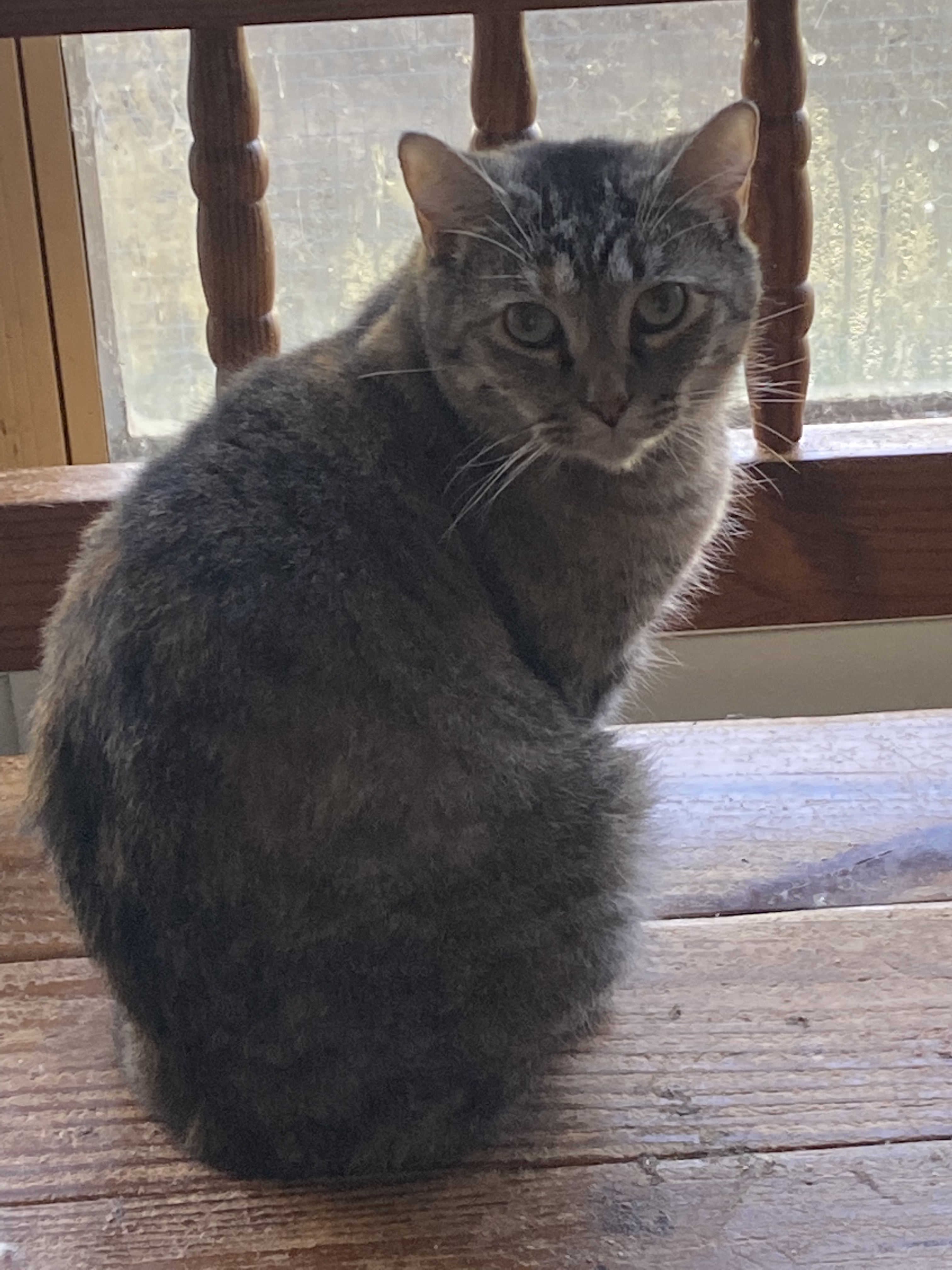 Mrs. Buttersworth, a Adoptable Domestic Short Hair in Henrietta, TX image 2/2