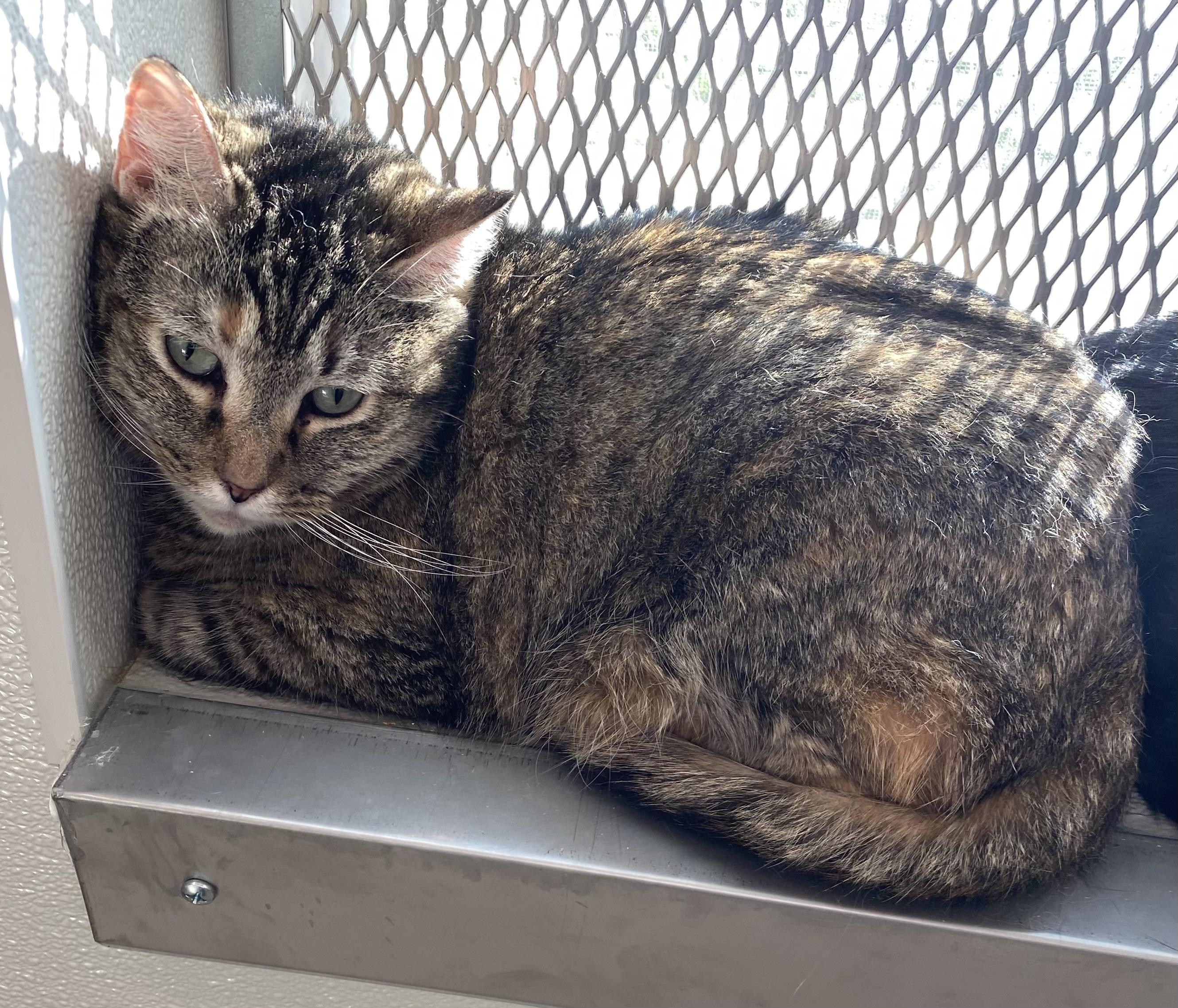 Mrs. Buttersworth, a Adoptable Domestic Short Hair in Henrietta, TX image 1/2