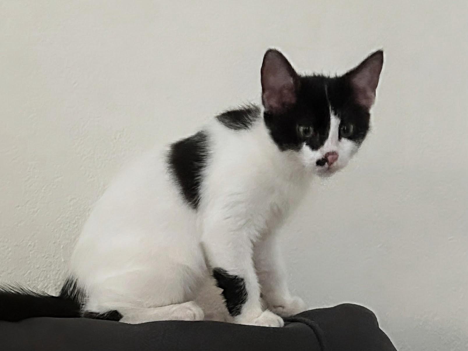 Enlarge Mr. Pickles INDOOR ONLY, a Adopted mixed breed in Stockton, CA image 4/6
