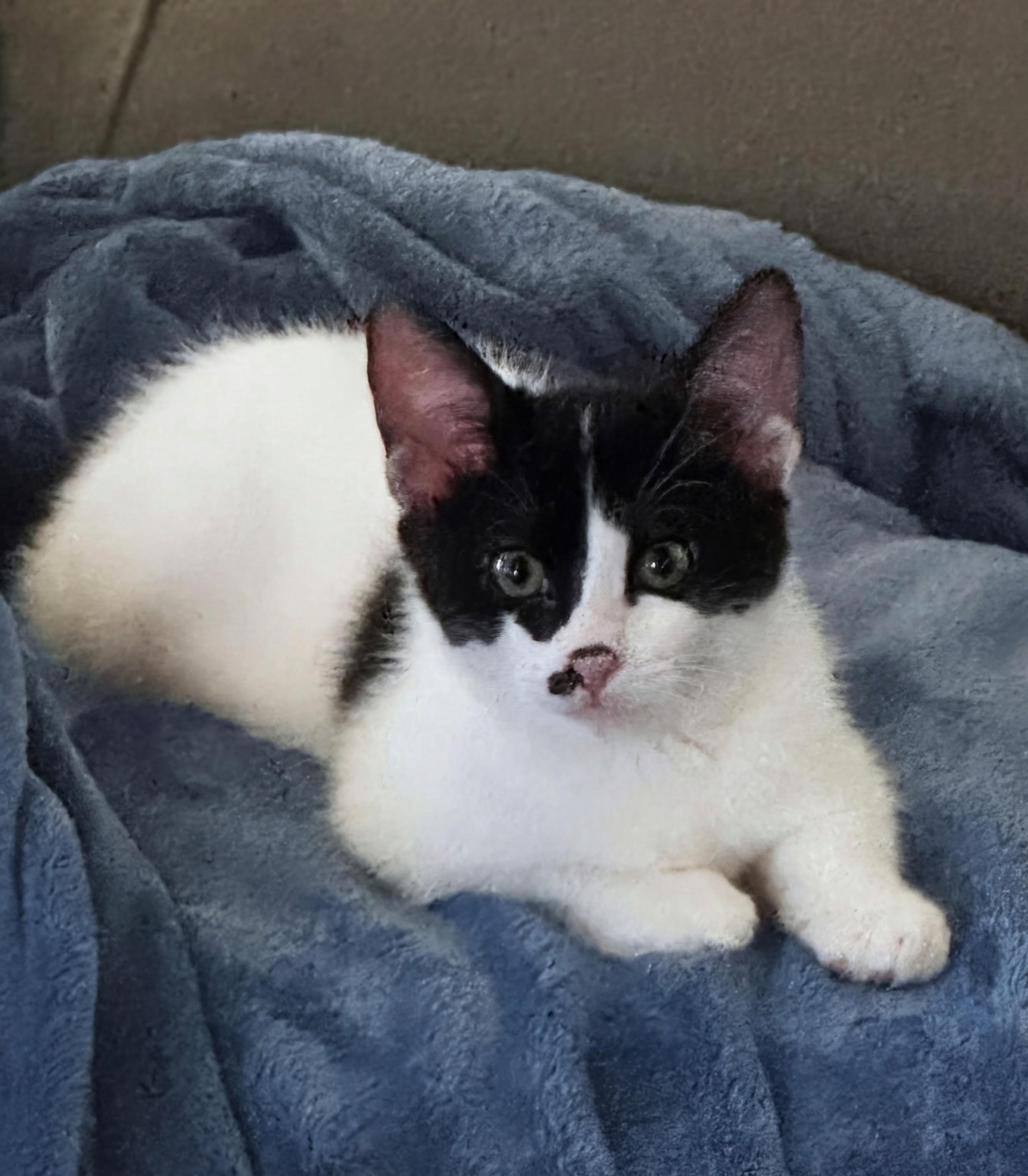 Mr. Pickles INDOOR ONLY, Adopted, Kitten Male Domestic Short Hair.
