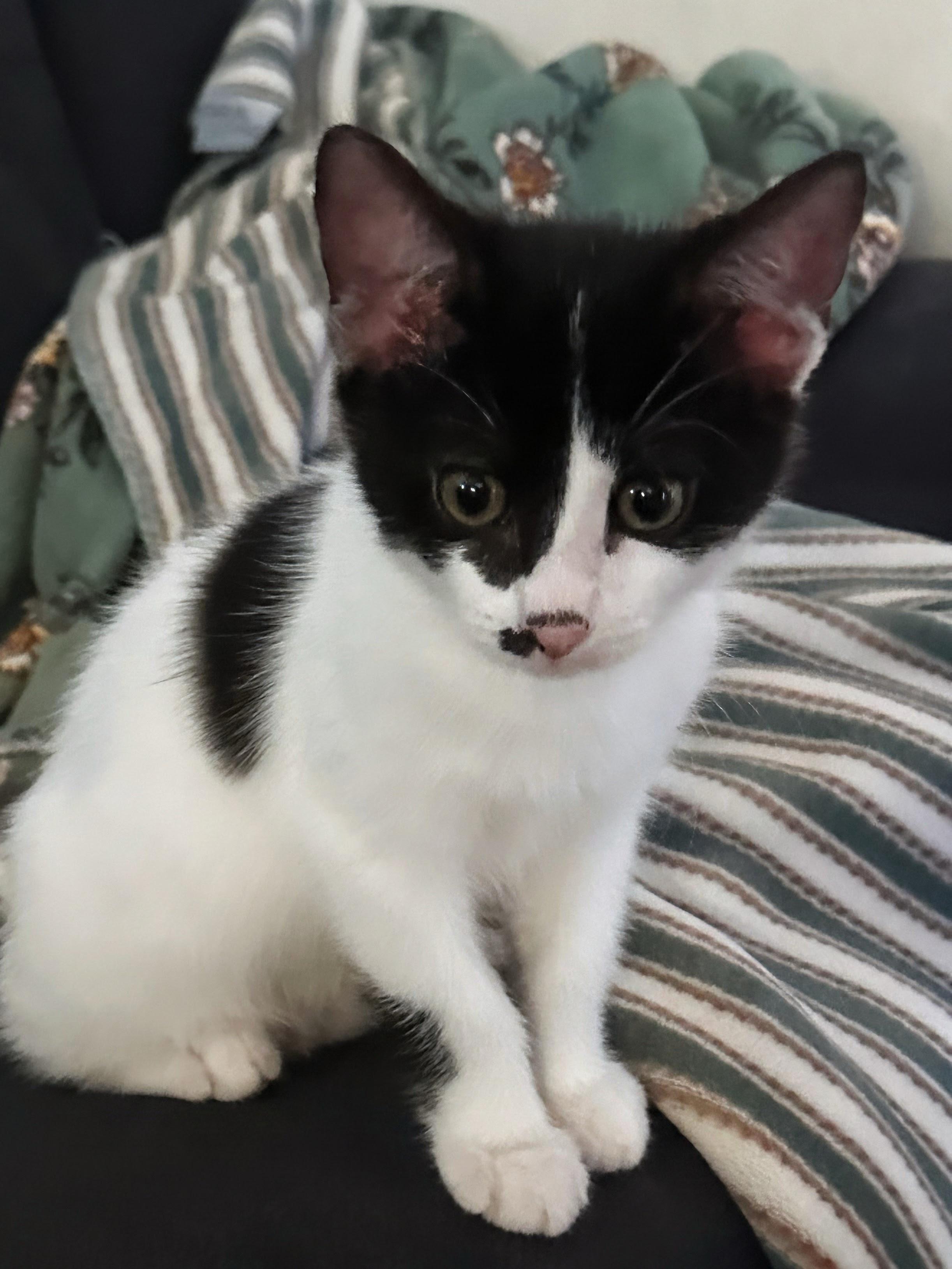 Enlarge Mr. Pickles INDOOR ONLY, a Adopted mixed breed in Stockton, CA image 3/6