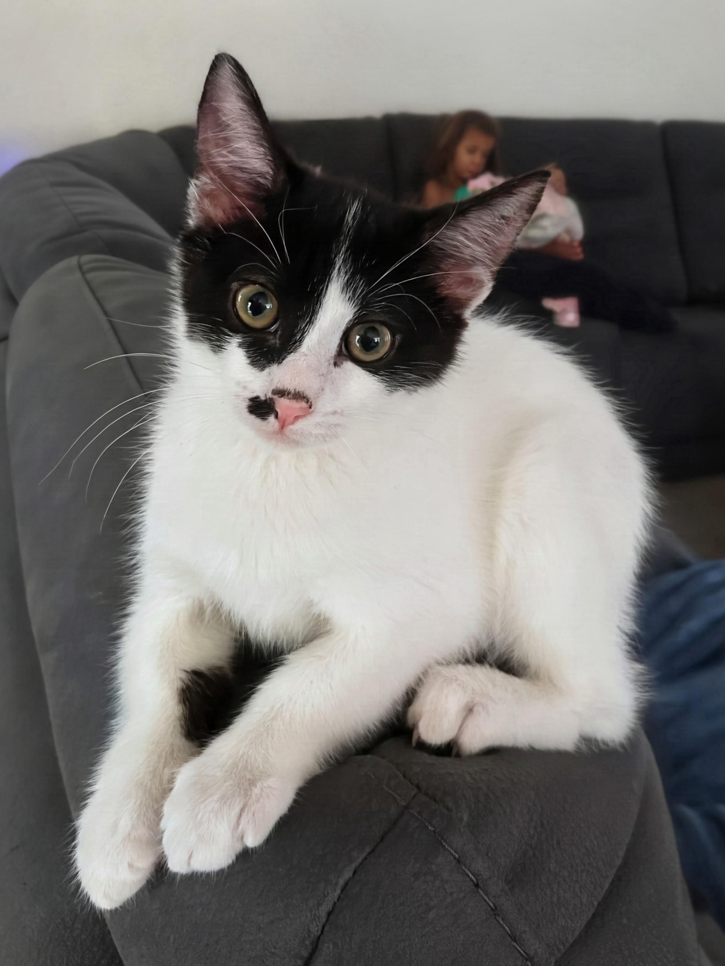 Enlarge Mr. Pickles INDOOR ONLY, a Adopted mixed breed in Stockton, CA image 6/6