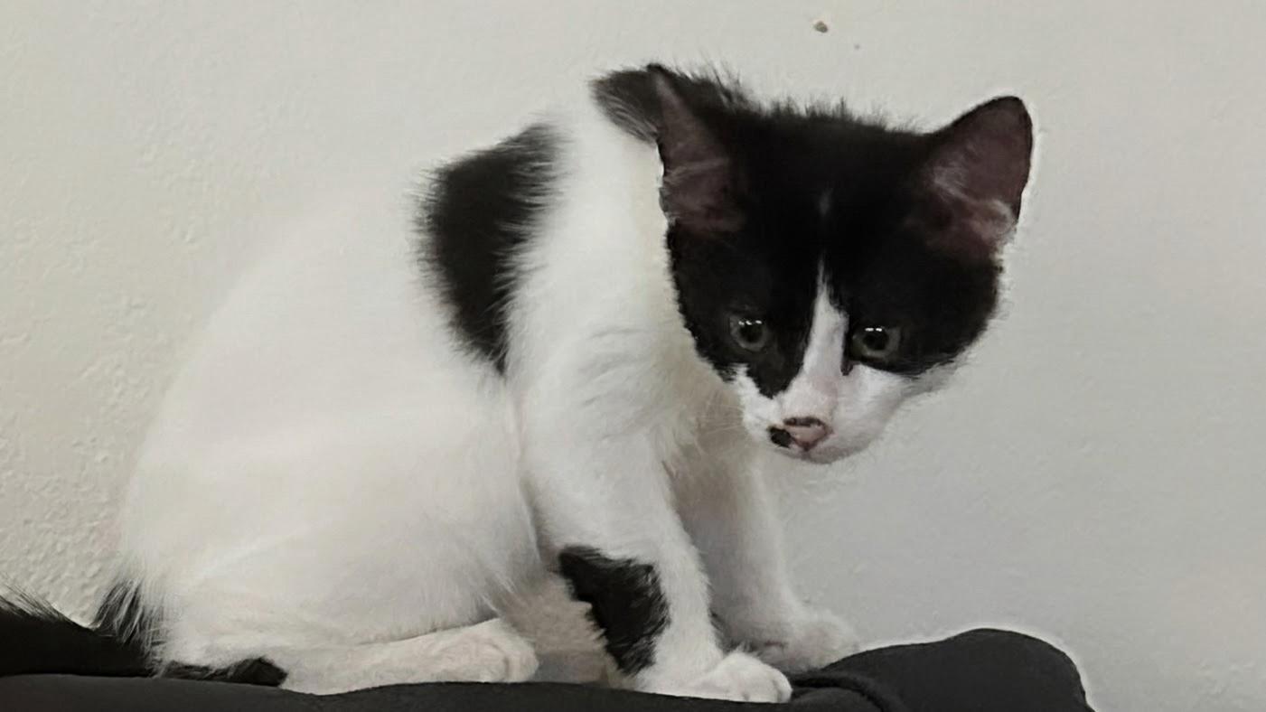 Enlarge Mr. Pickles INDOOR ONLY, a Adopted mixed breed in Stockton, CA image 2/6