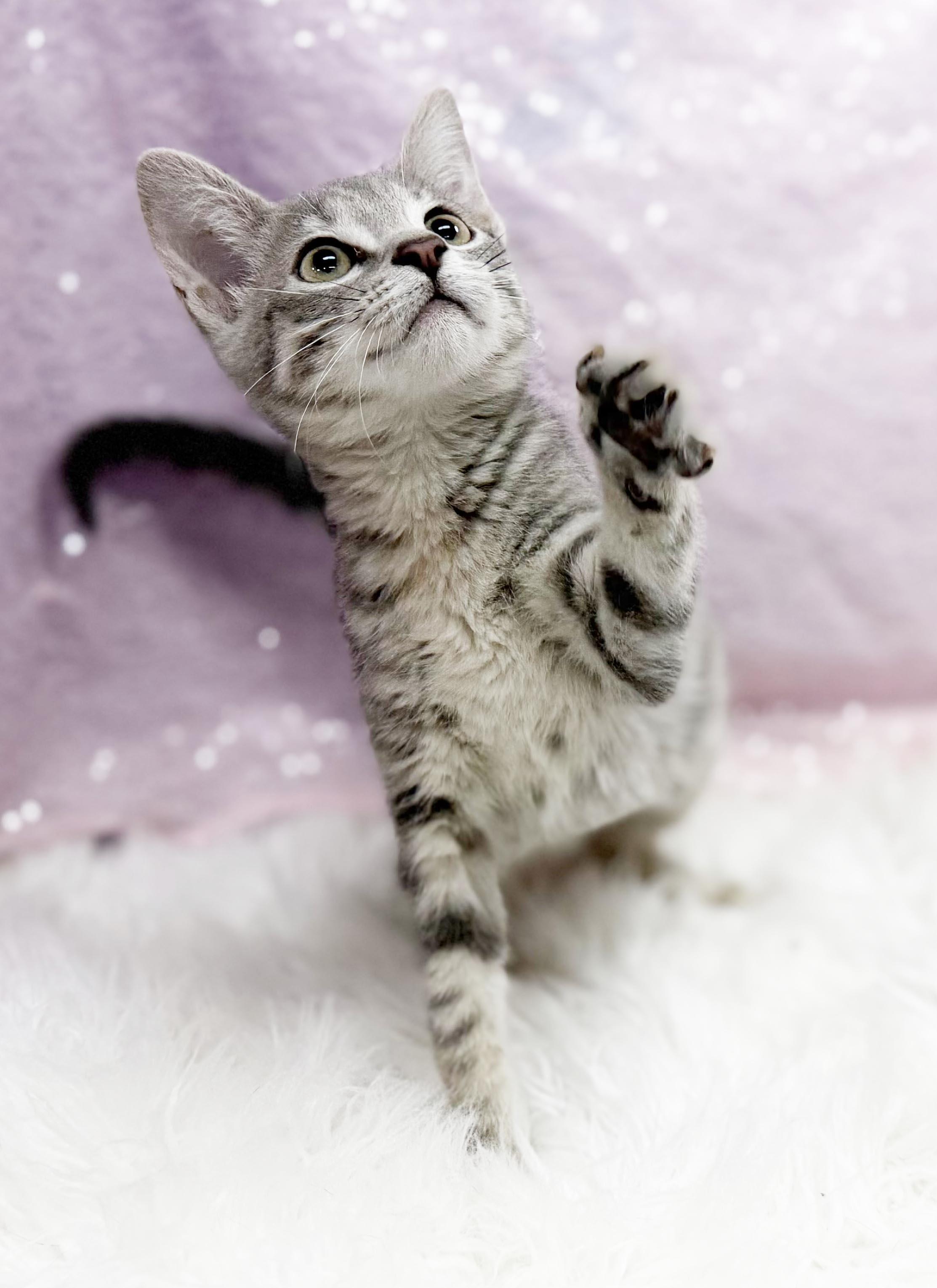 Enlarge Delphine is a living baby doll - Tiny preciousness - VIDEOS too, a Adoptable mixed breed in Bedford Hills, NY image 4/6