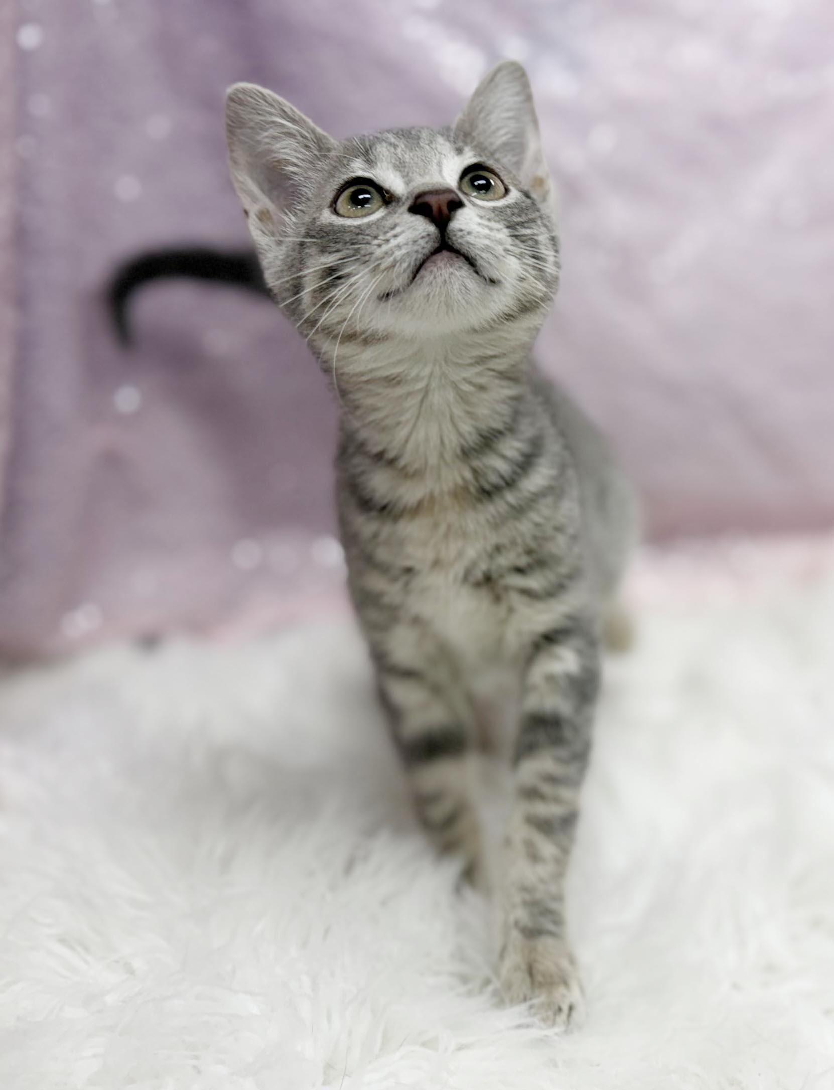 Enlarge Delphine is a living baby doll - Tiny preciousness - VIDEOS too, a Adoptable mixed breed in Bedford Hills, NY image 6/6