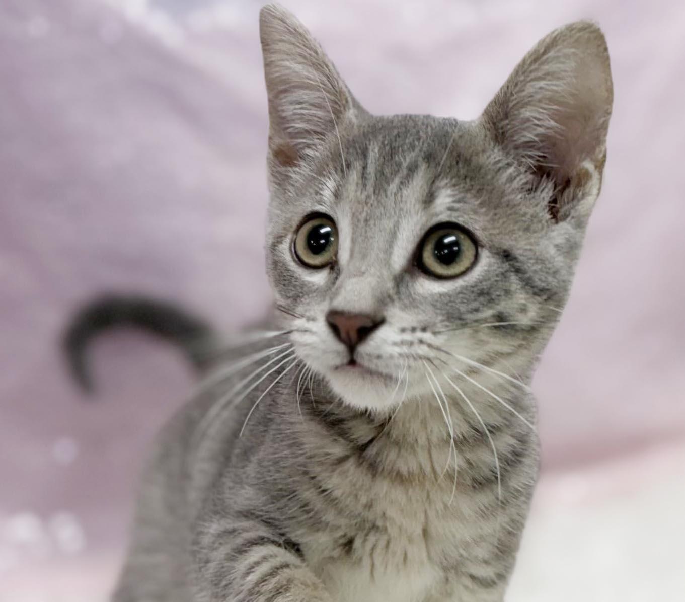 Enlarge Delphine is a living baby doll - Tiny preciousness - VIDEOS too, a Adoptable mixed breed in Bedford Hills, NY image 1/6