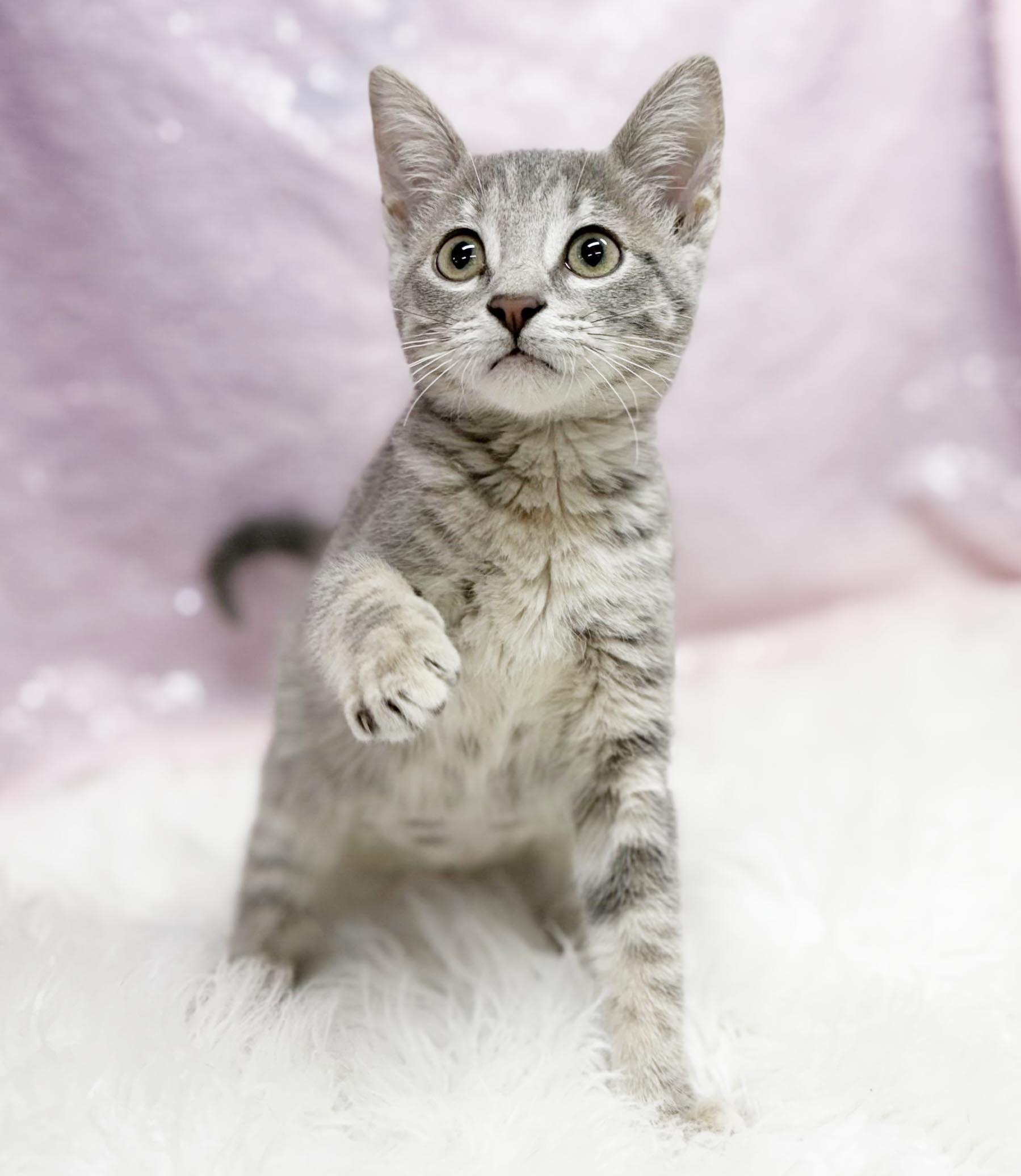 Enlarge Delphine is a living baby doll - Tiny preciousness - VIDEOS too, a Adoptable mixed breed in Bedford Hills, NY image 2/6