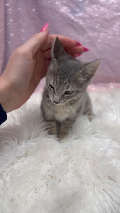 Enlarge Delphine is a living baby doll - Tiny preciousness - VIDEOS too, a Adoptable mixed breed in Bedford Hills, NY video 3/6
