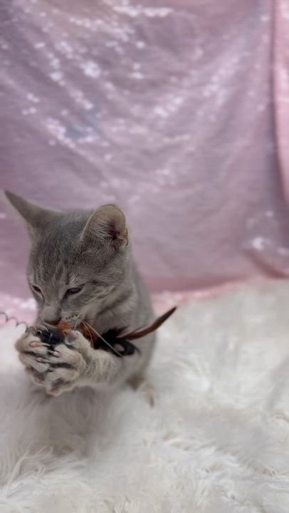 Enlarge Delphine is a living baby doll - Tiny preciousness - VIDEOS too, a Adoptable mixed breed in Bedford Hills, NY video 5/6