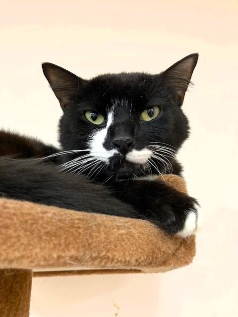 Chiqui, a Adoptable Domestic Short Hair in Medina, OH image 2/2