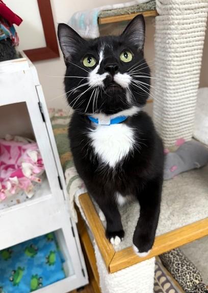 Chiqui, a Adoptable Domestic Short Hair in Medina, OH image 1/2