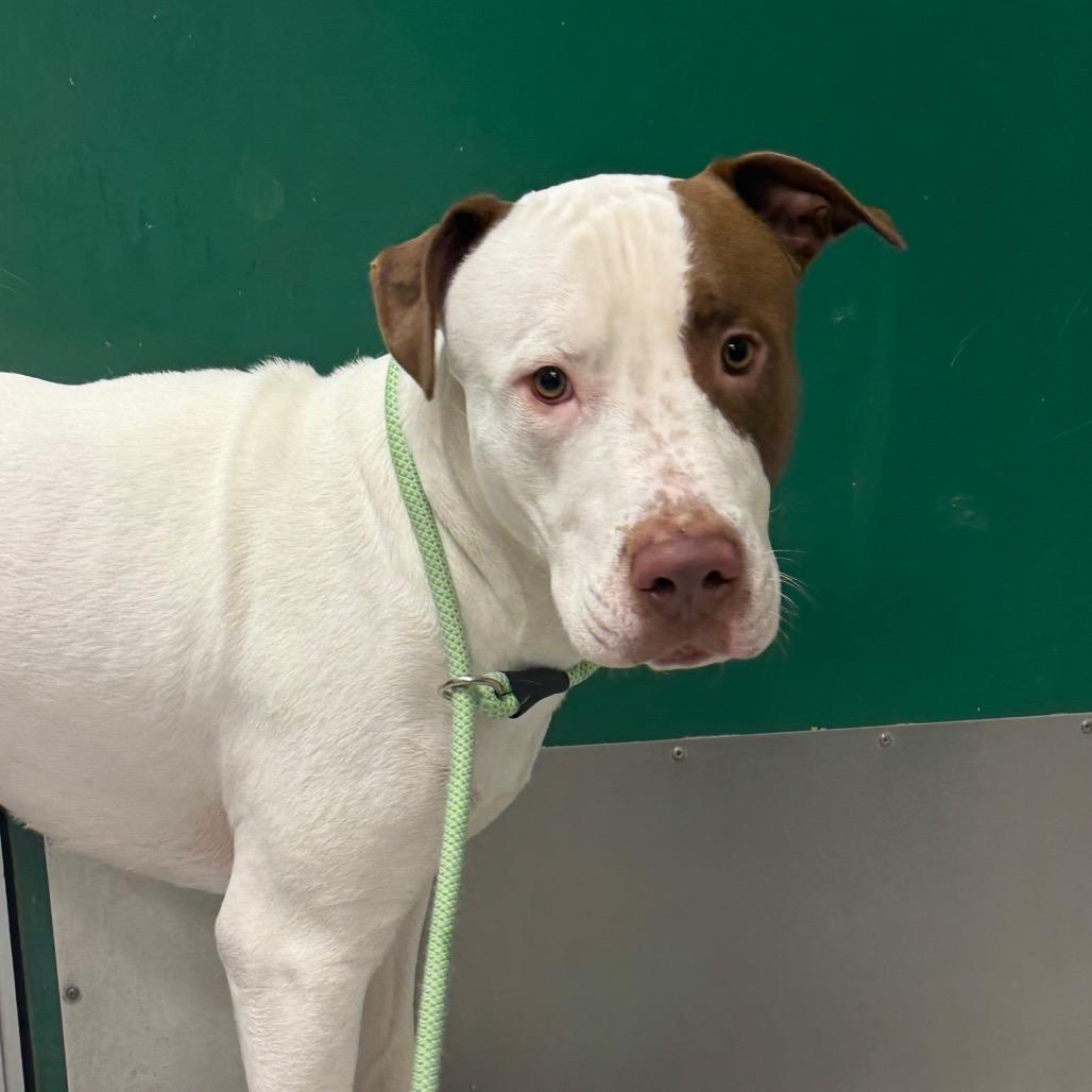 Kodak — thumbnail 2