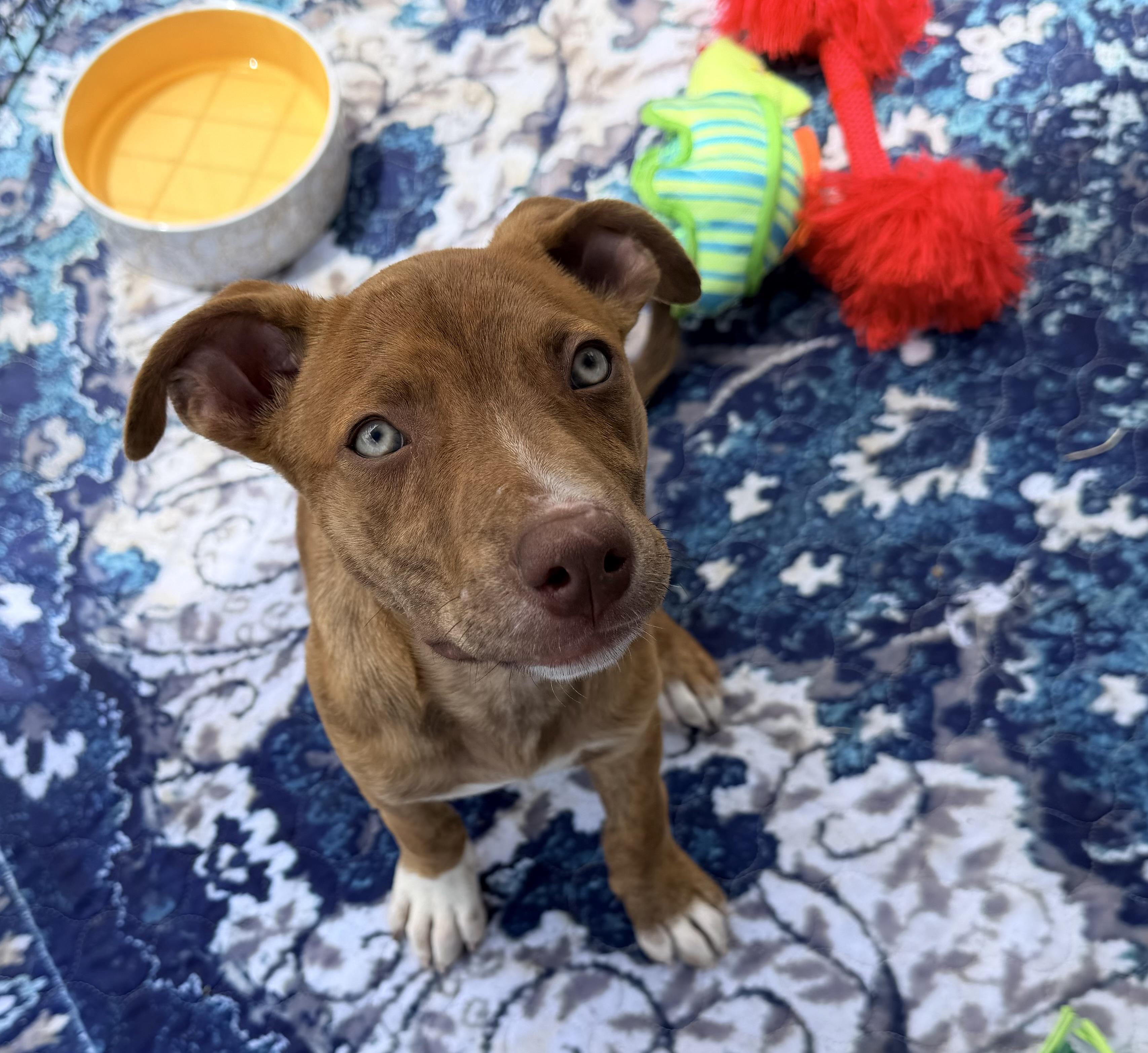 Arabella, a ADOPTABLE mixed breed in Chickamauga, GA image 4/6