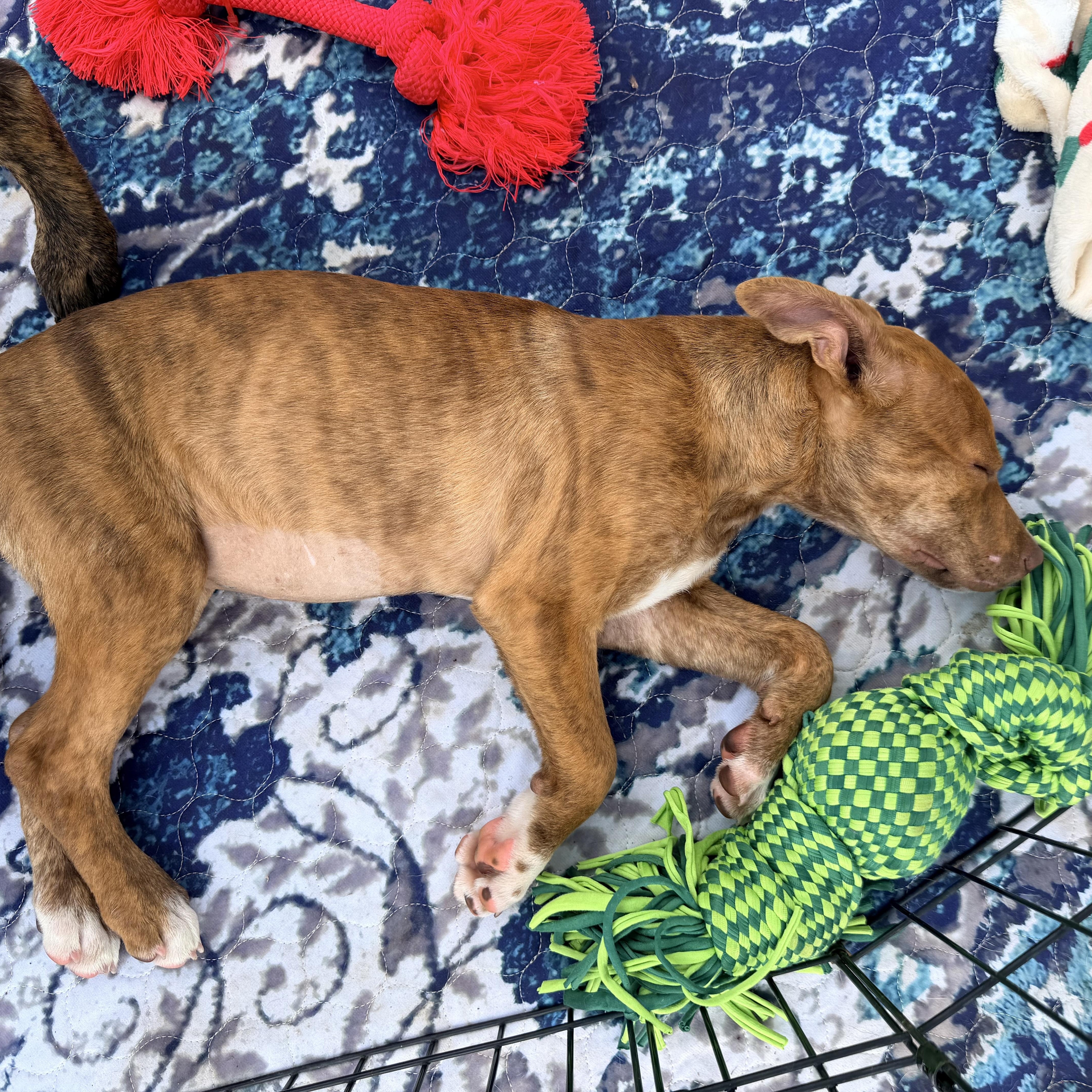 Arabella, a ADOPTABLE mixed breed in Chickamauga, GA image 5/6