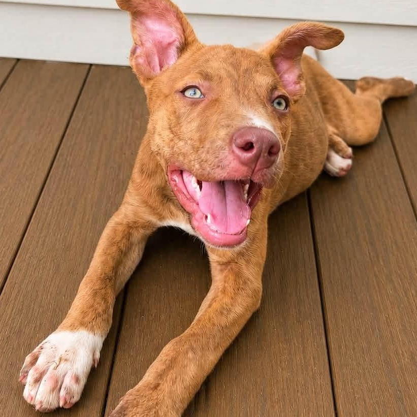 Arabella, ADOPTABLE, Puppy Female Pit Bull Terrier & Black Labrador Retriever.