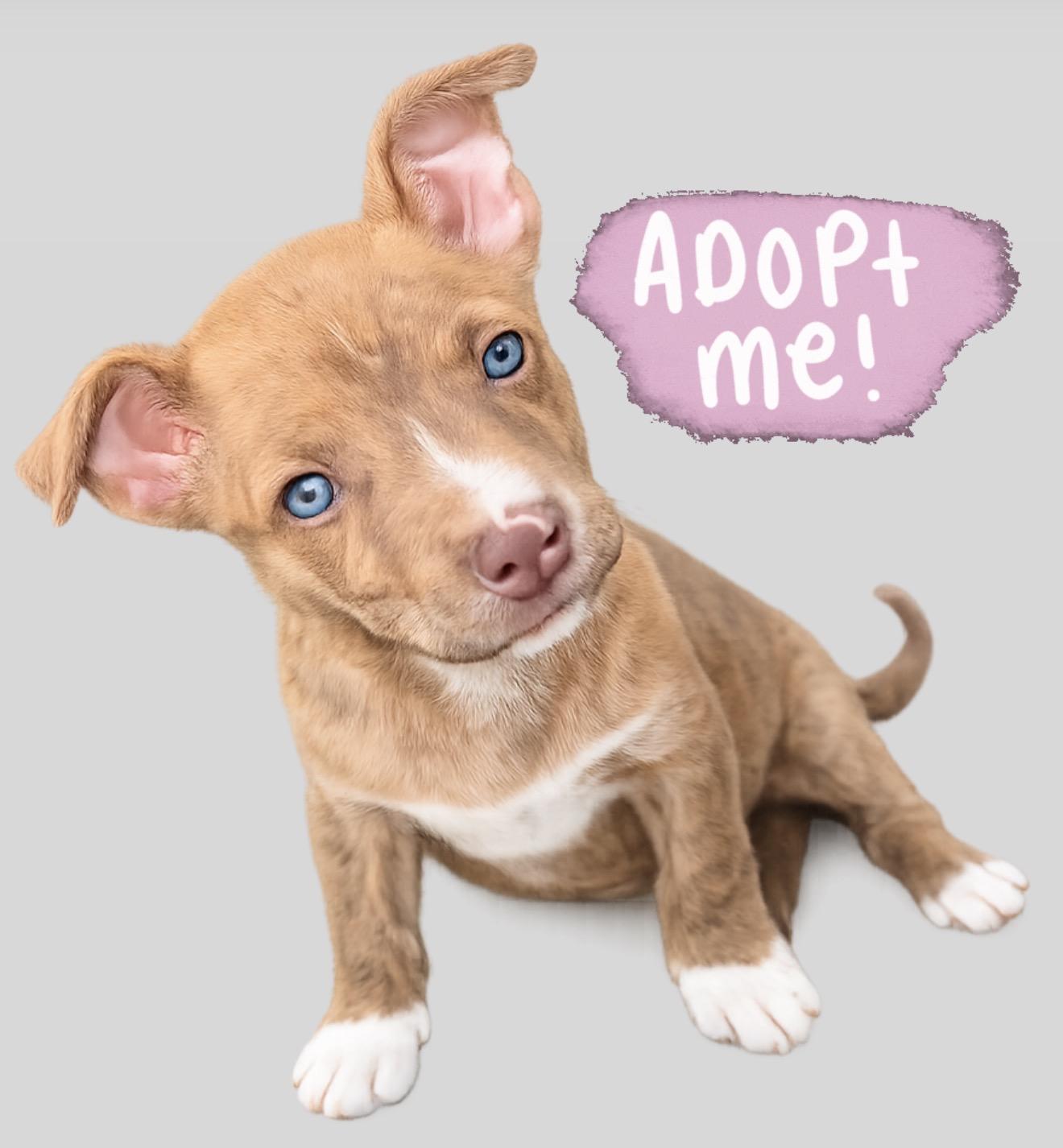 Arabella, ADOPTABLE, Puppy Female Pit Bull Terrier & Black Labrador Retriever.