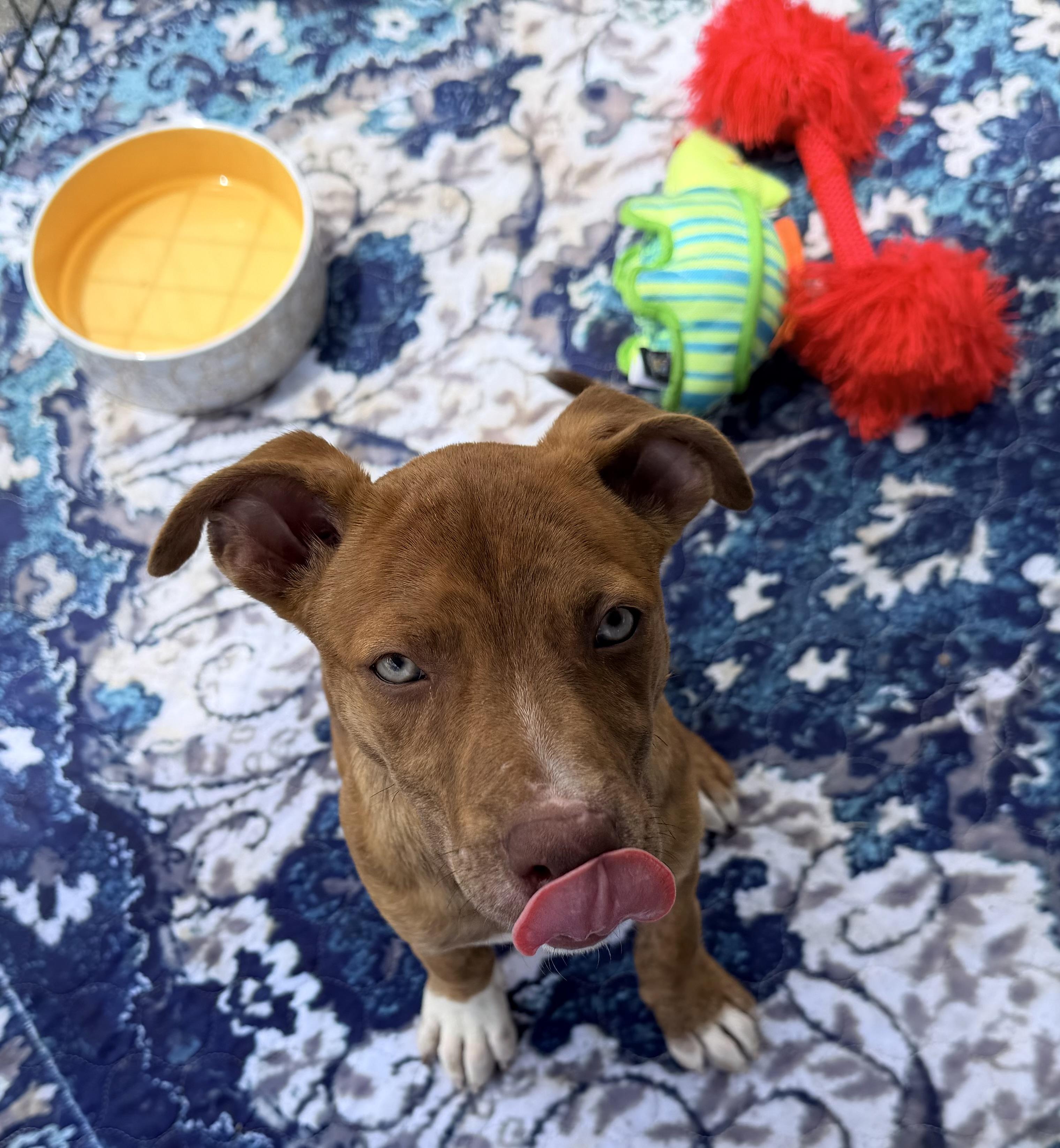 Arabella, a ADOPTABLE mixed breed in Chickamauga, GA image 3/6