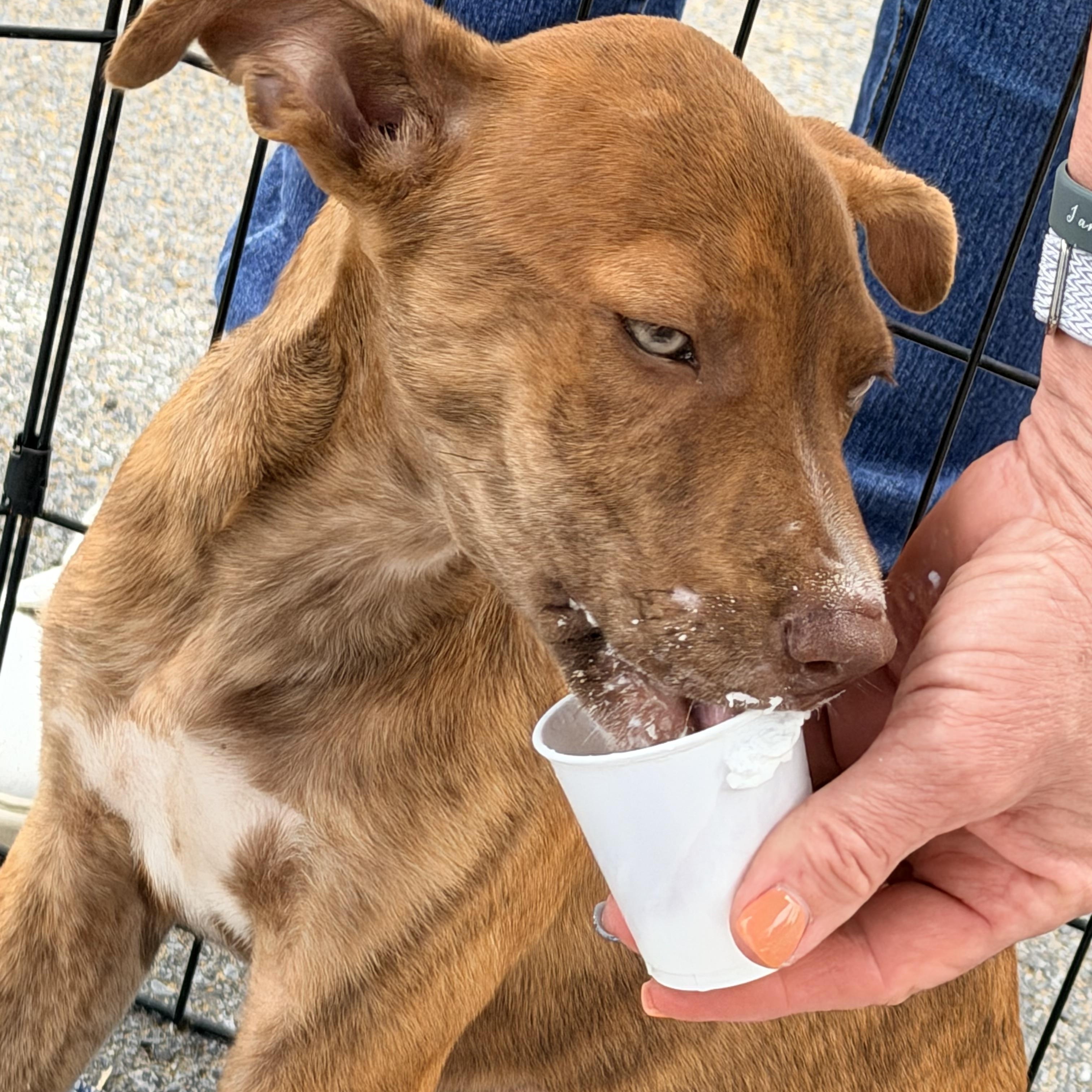 Arabella, a ADOPTABLE mixed breed in Chickamauga, GA image 6/6