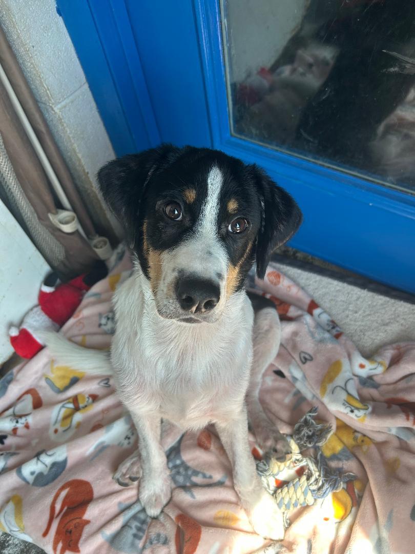 Ollie, Adopted, Puppy Male Bernese Mountain Dog & Black and Tan Coonhound.