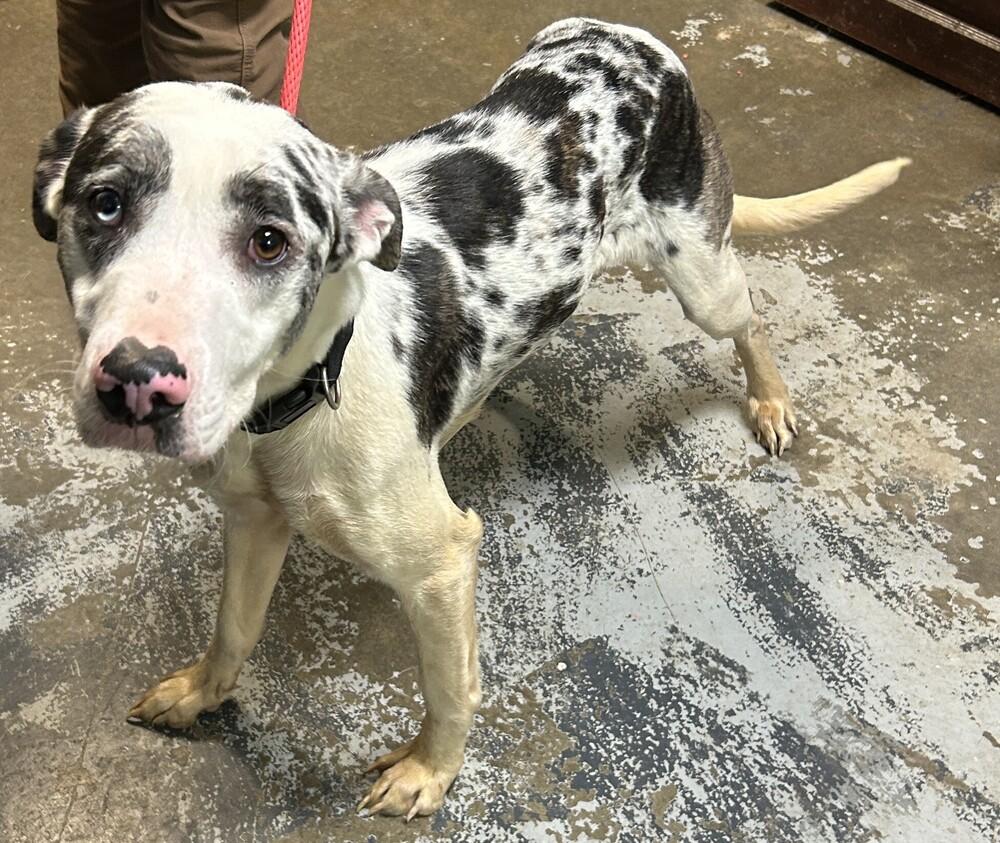 Enlarge Diamond #253, a Adoptable Great Dane in New Lexington, OH image 1/1