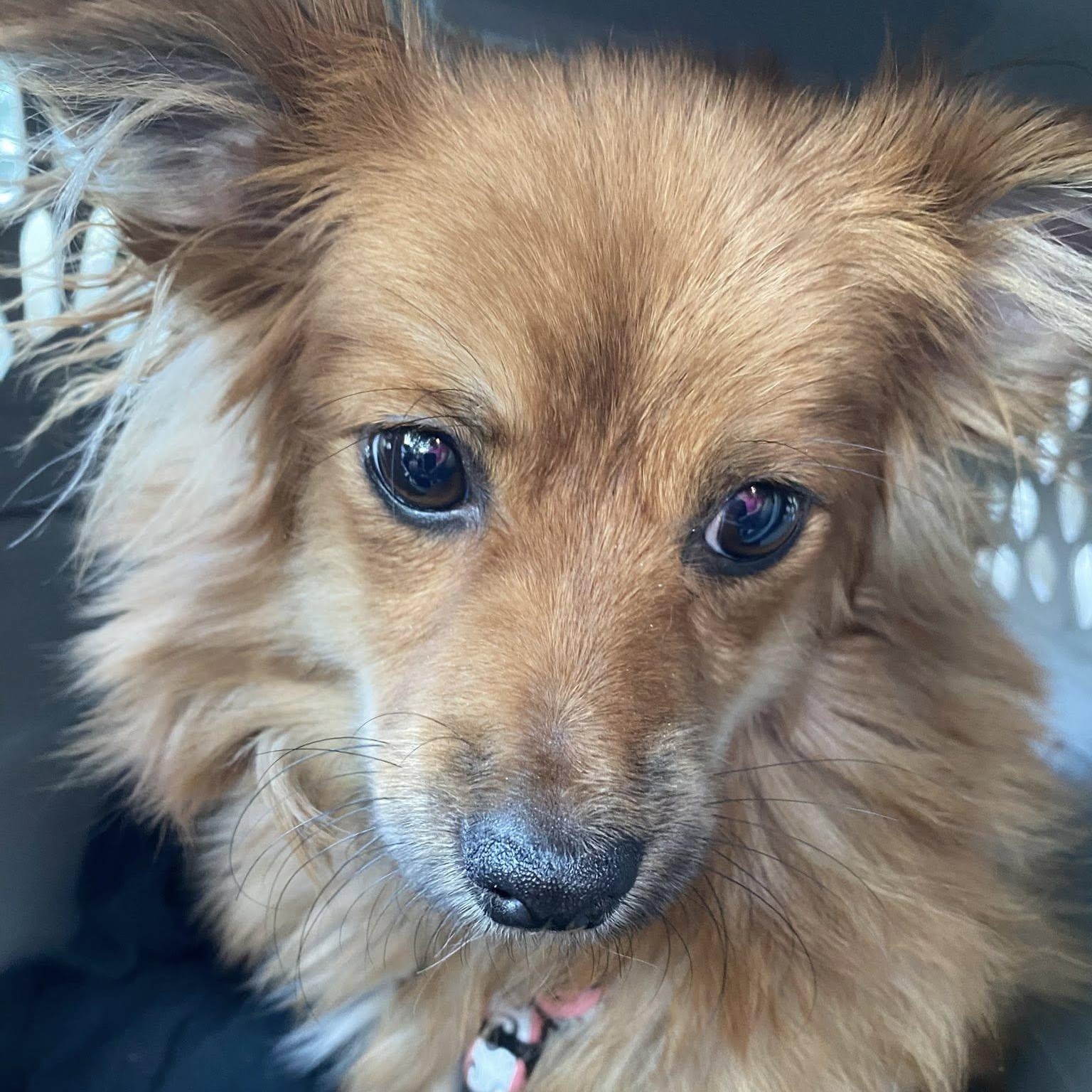 Bubbly BaeBae, Adopted, Puppy Female Dachshund (Long Haired).