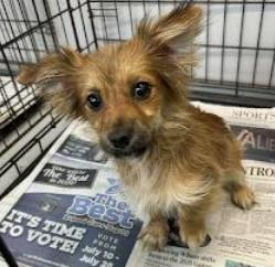 Enlarge Bubbly BaeBae, a Adopted mixed breed in Reston, VA image 2/3