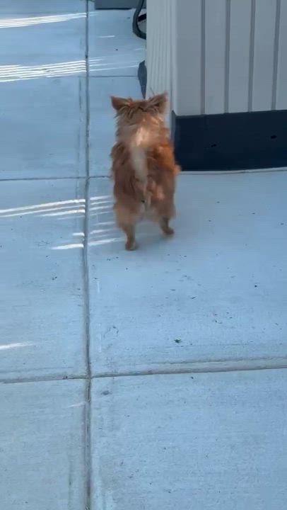 Enlarge Bubbly BaeBae, a Adopted mixed breed in Reston, VA video 3/3