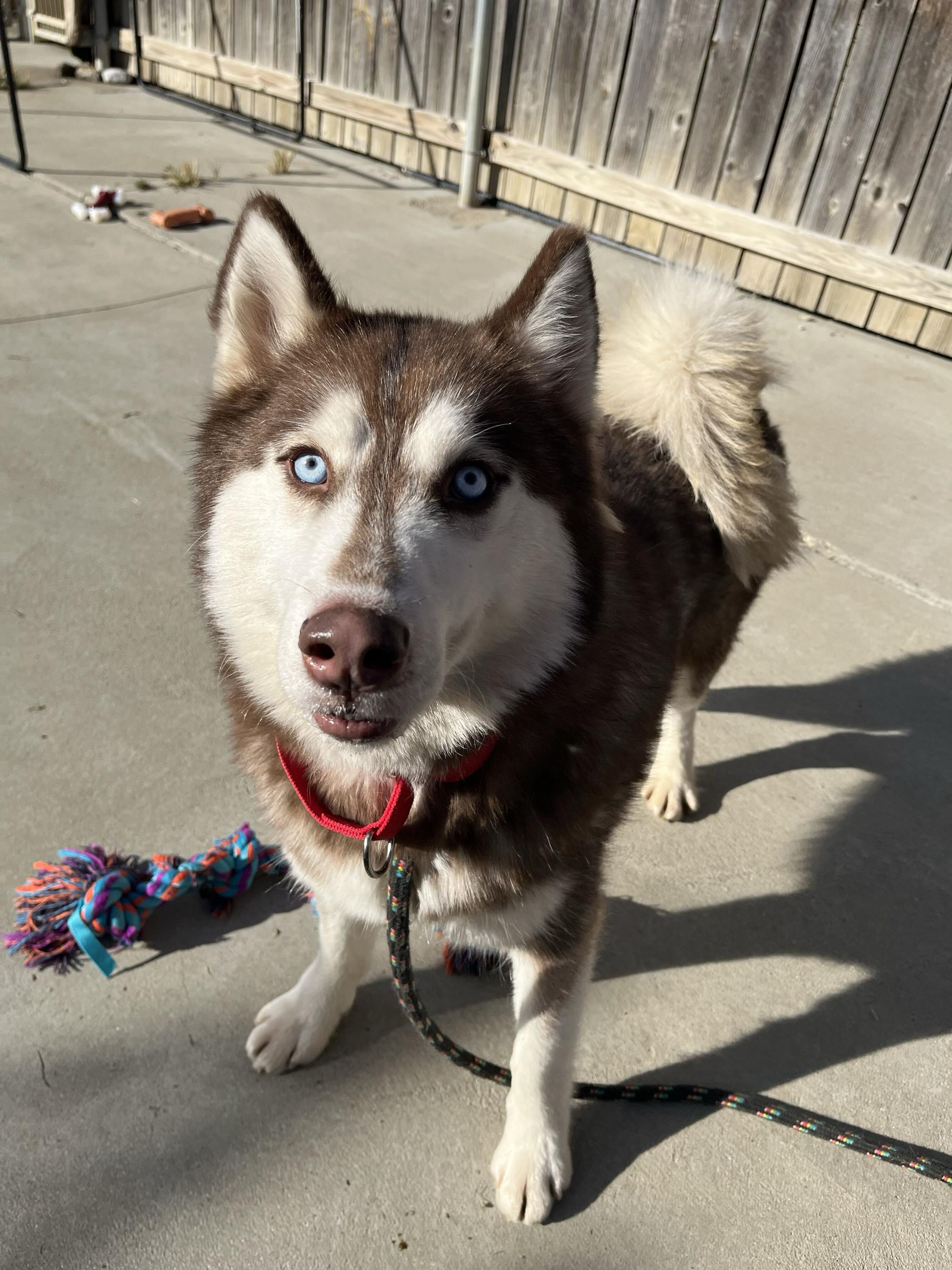 Enlarge Butterscotch, a Adoptable Husky in Monroe, OH image 1/1