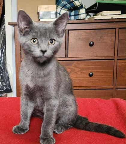 Croissant (bonded with Beignet; Sweet Treats litter)