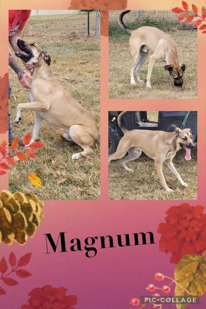 Magnum, a Adoptable mixed breed in Manchester, CT image 1/2
