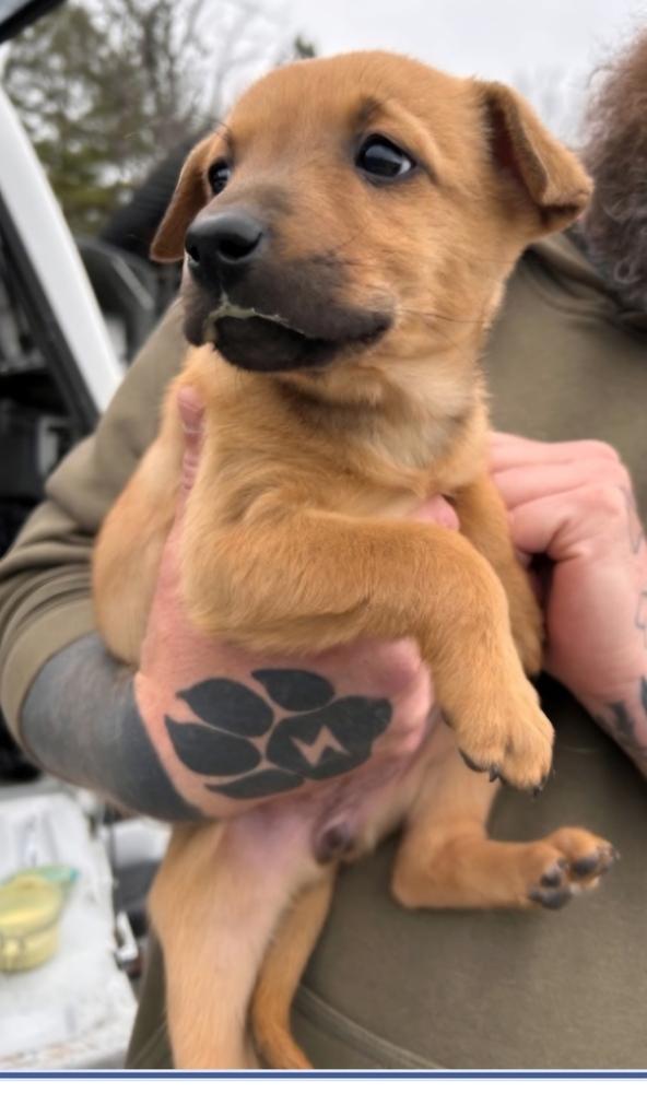 Razzle, Adoptable, Puppy Female Mixed Breed.