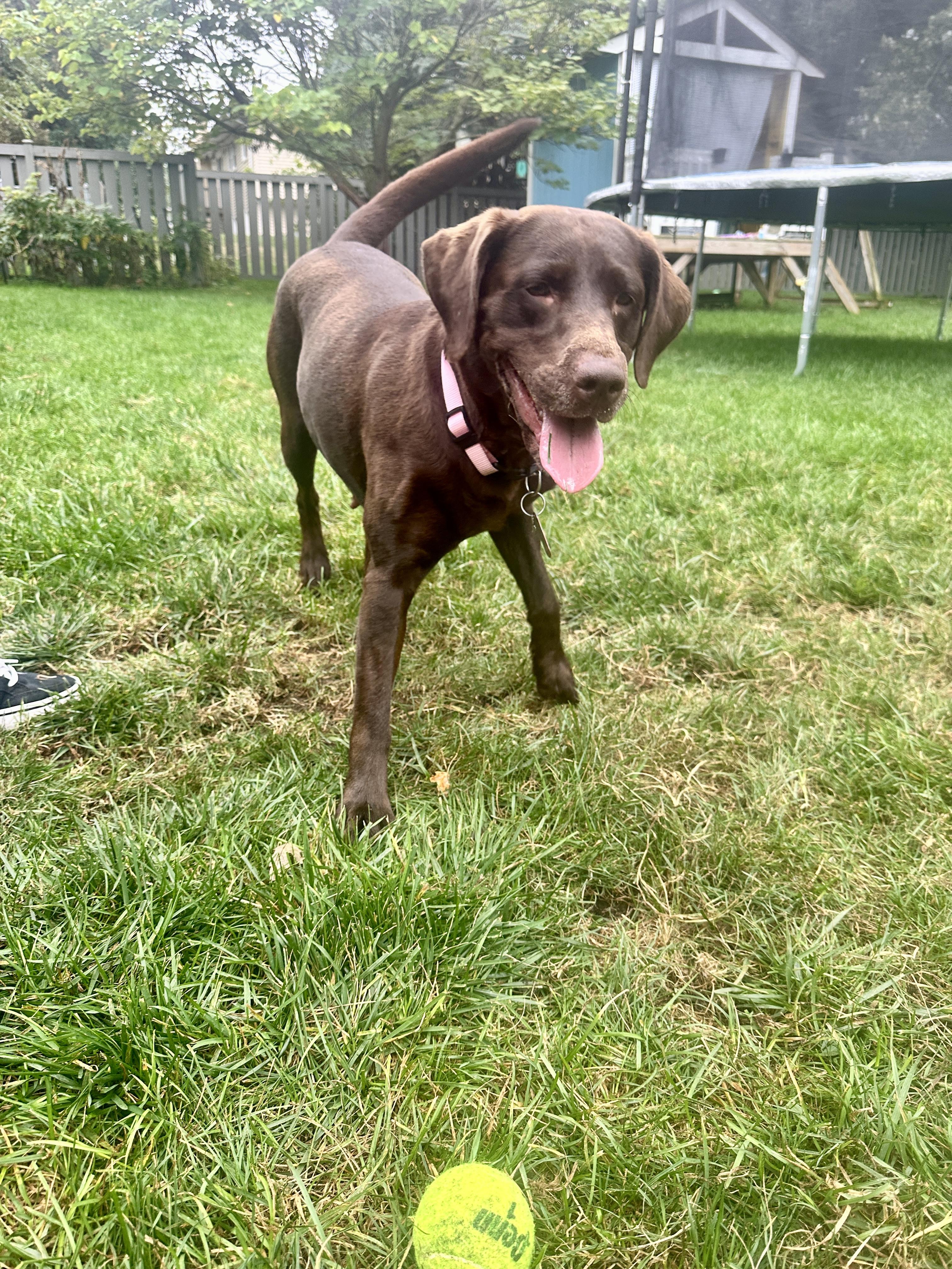 Mia, a Adopted Labrador Retriever in Lombard, IL image 4/4