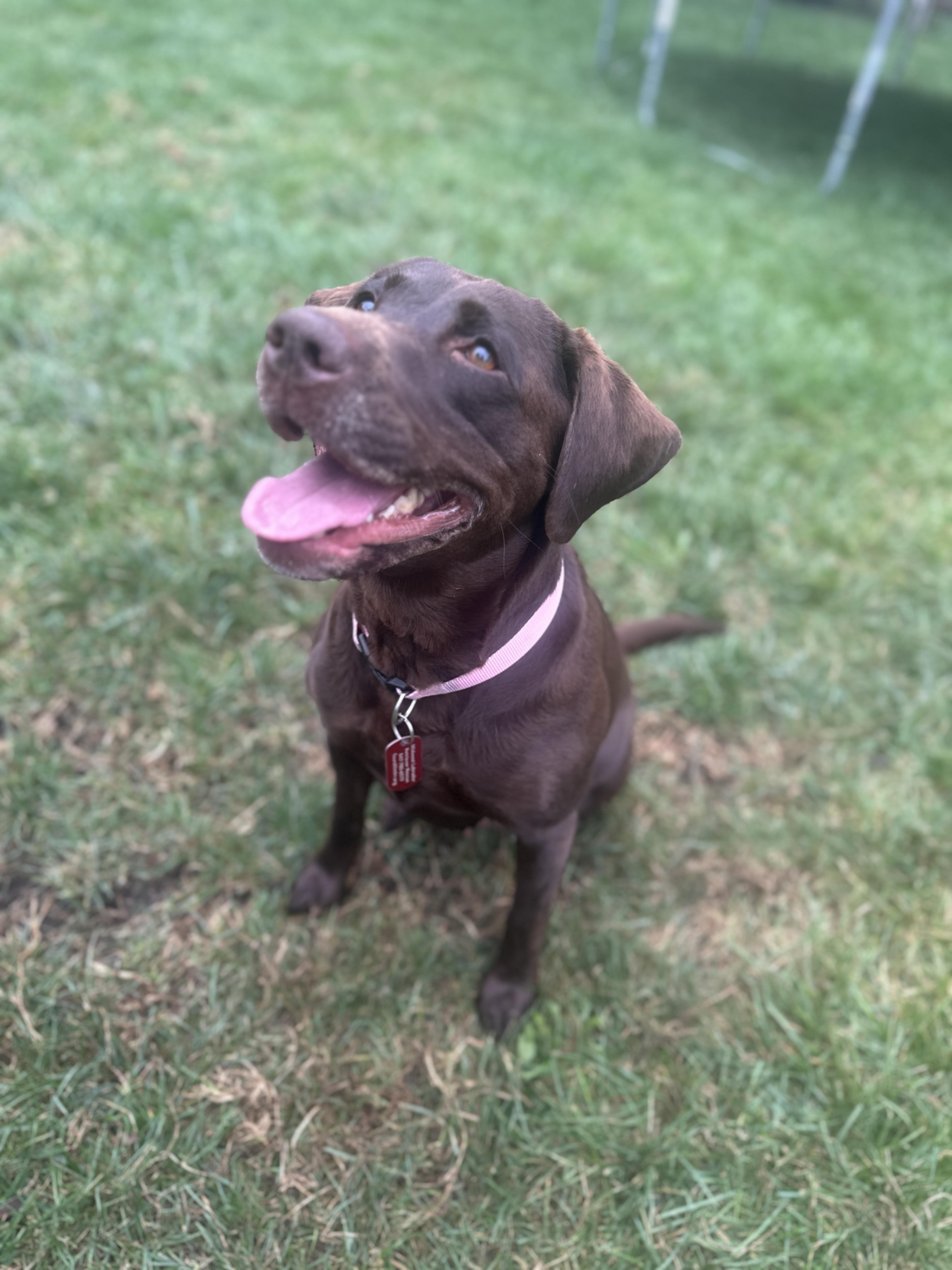 Mia, a Adopted Labrador Retriever in Lombard, IL image 3/4