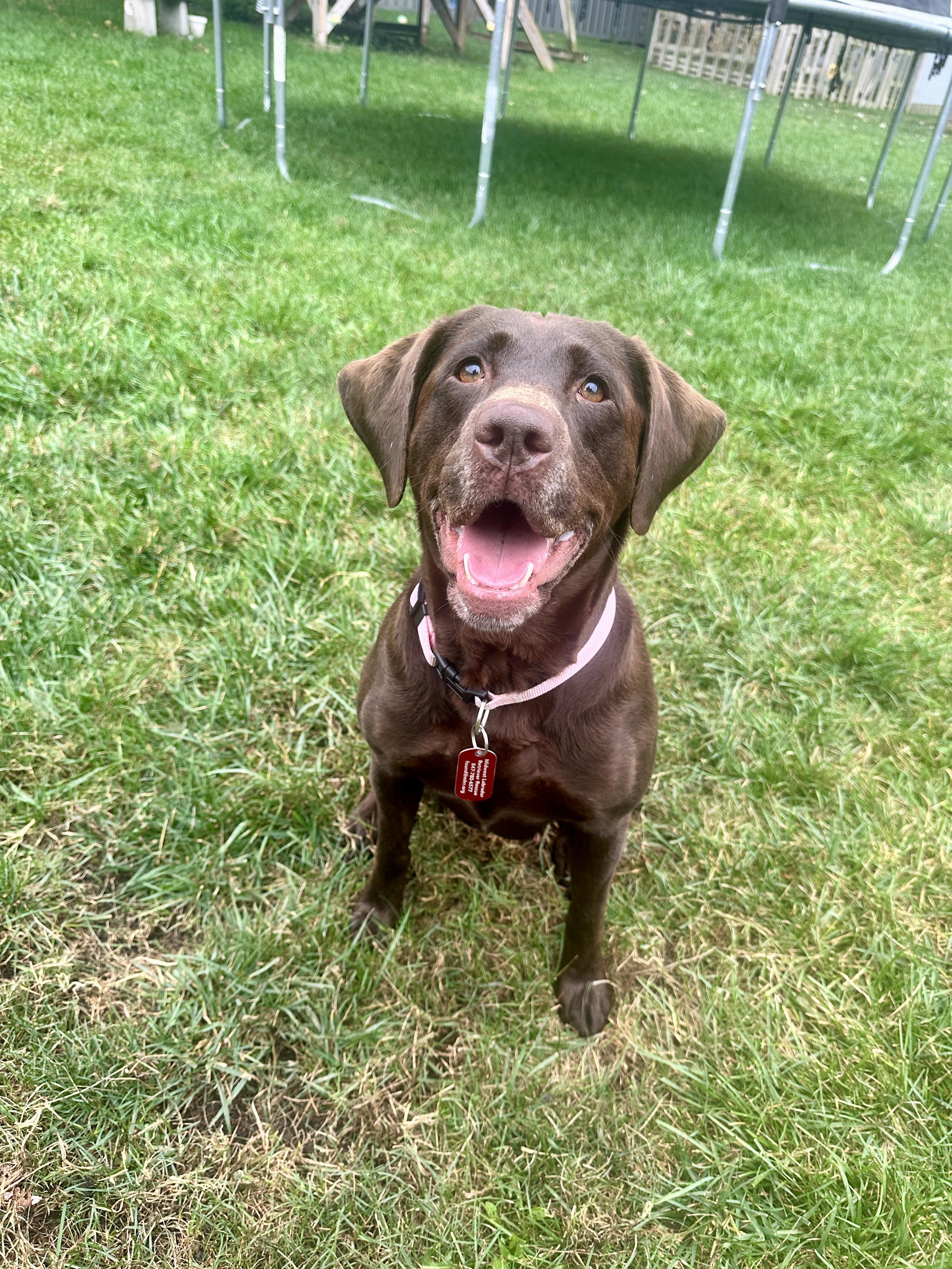 Mia, Adopted, Young Female Labrador Retriever.