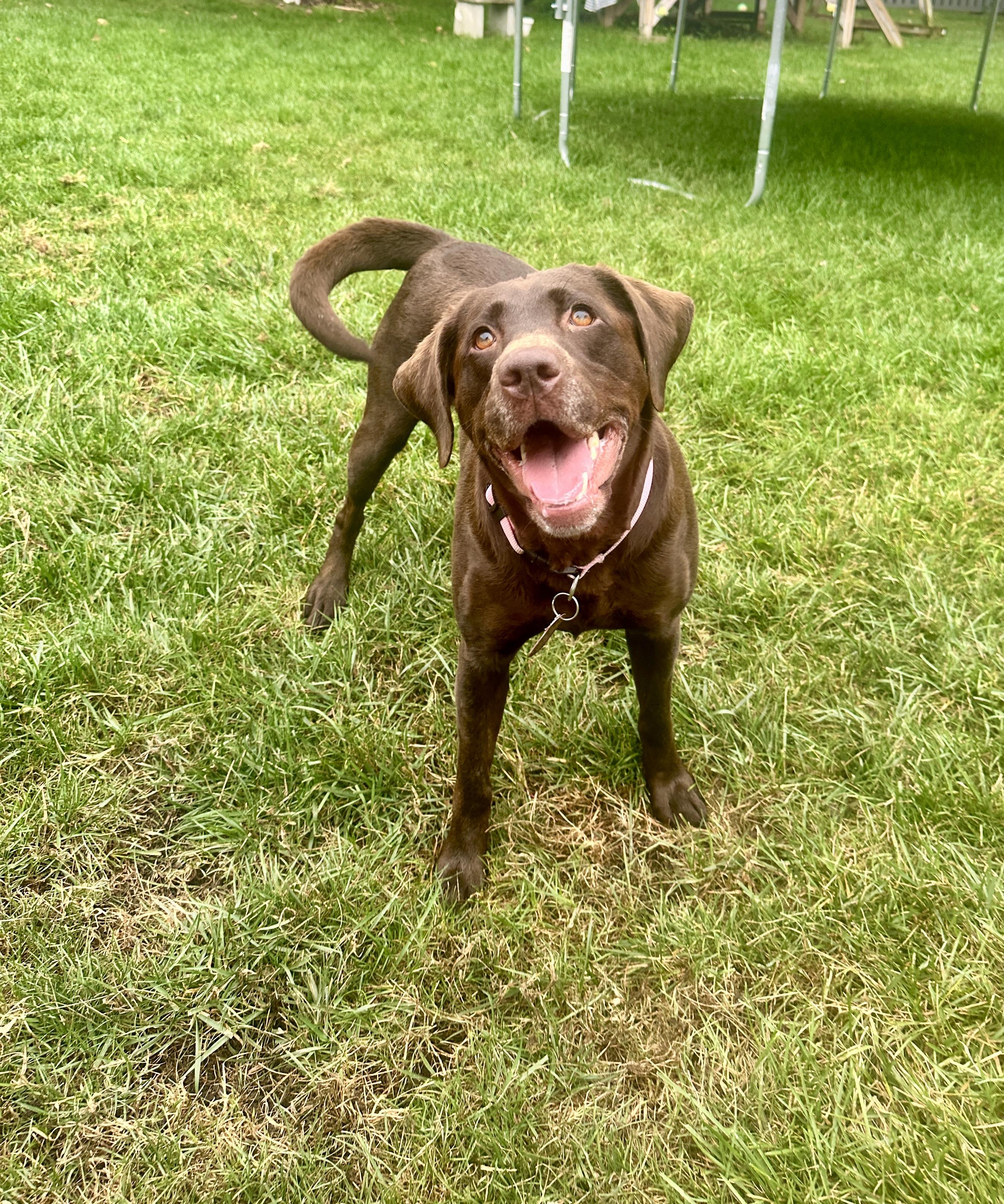 Mia, a Adopted Labrador Retriever in Lombard, IL image 2/4
