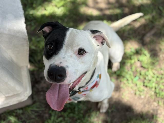 BOMBER, Adoptable, Young Male Pit Bull Terrier & Mixed Breed.