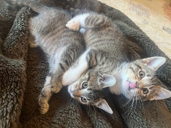Arjun, Adoptable, Kitten Male Domestic Short Hair.