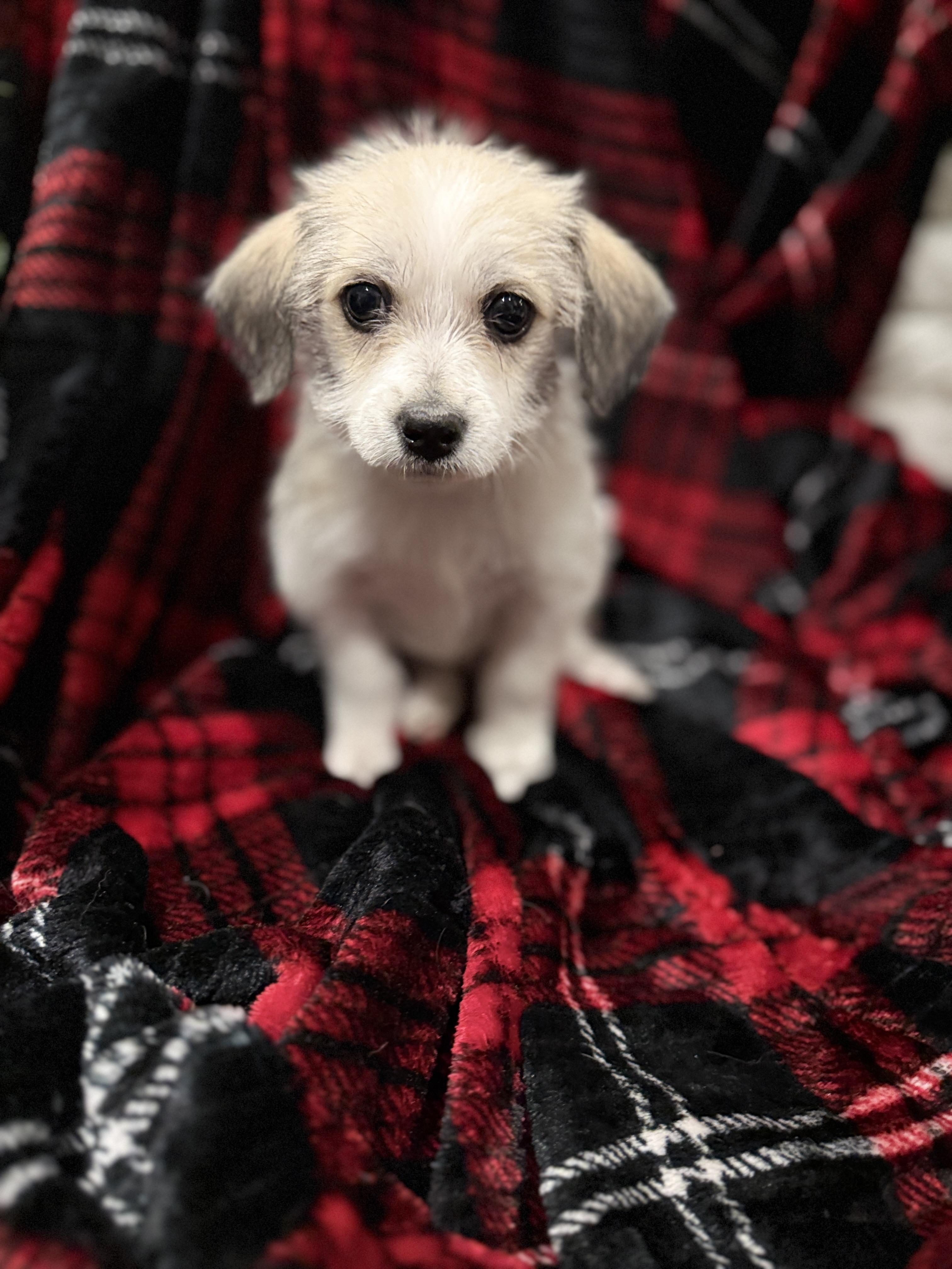 Enlarge Eddie, a ADOPTABLE mixed breed in Hales corners, WI image 4/4