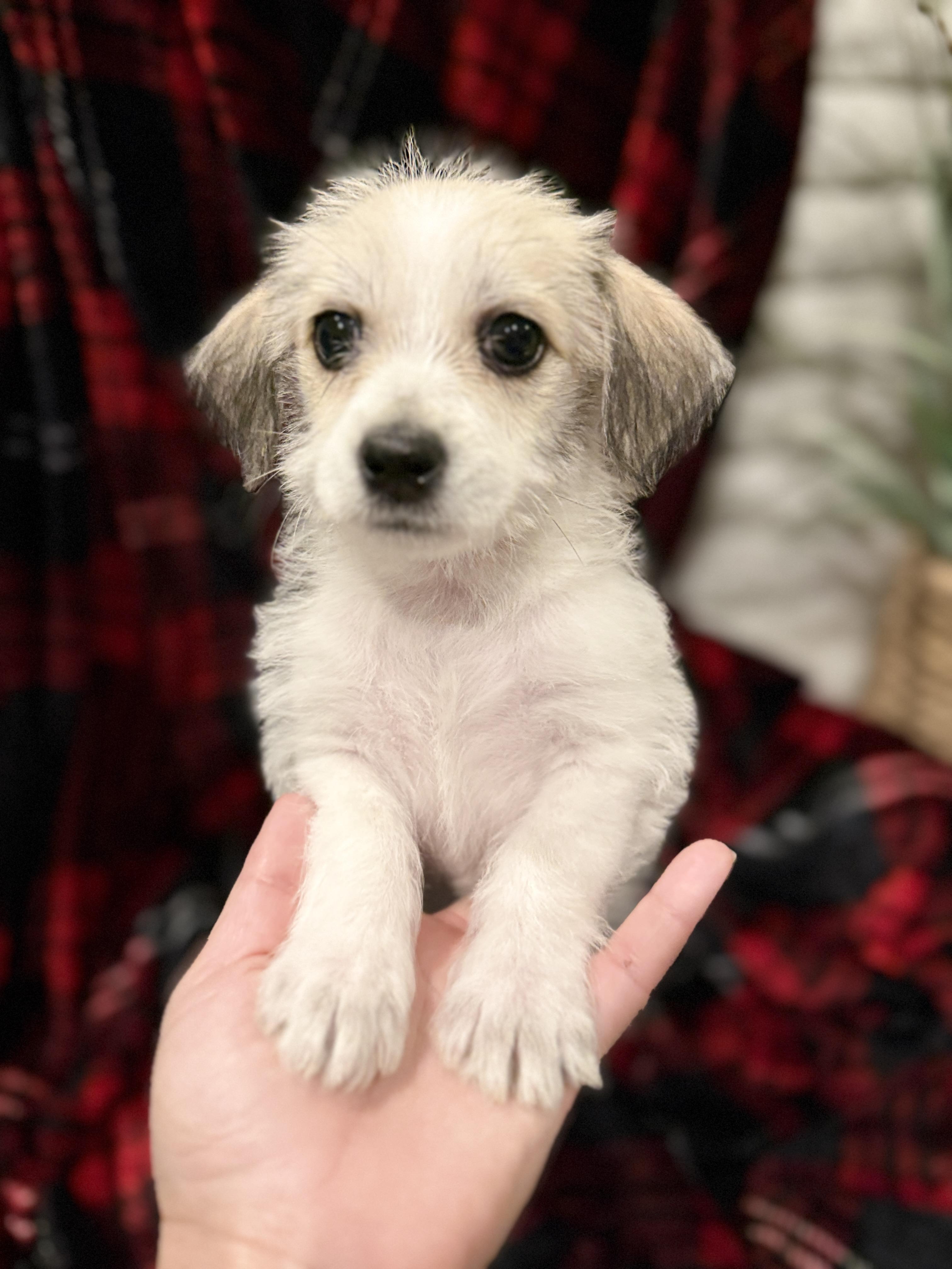 Enlarge Eddie, a ADOPTABLE mixed breed in Hales corners, WI image 2/4