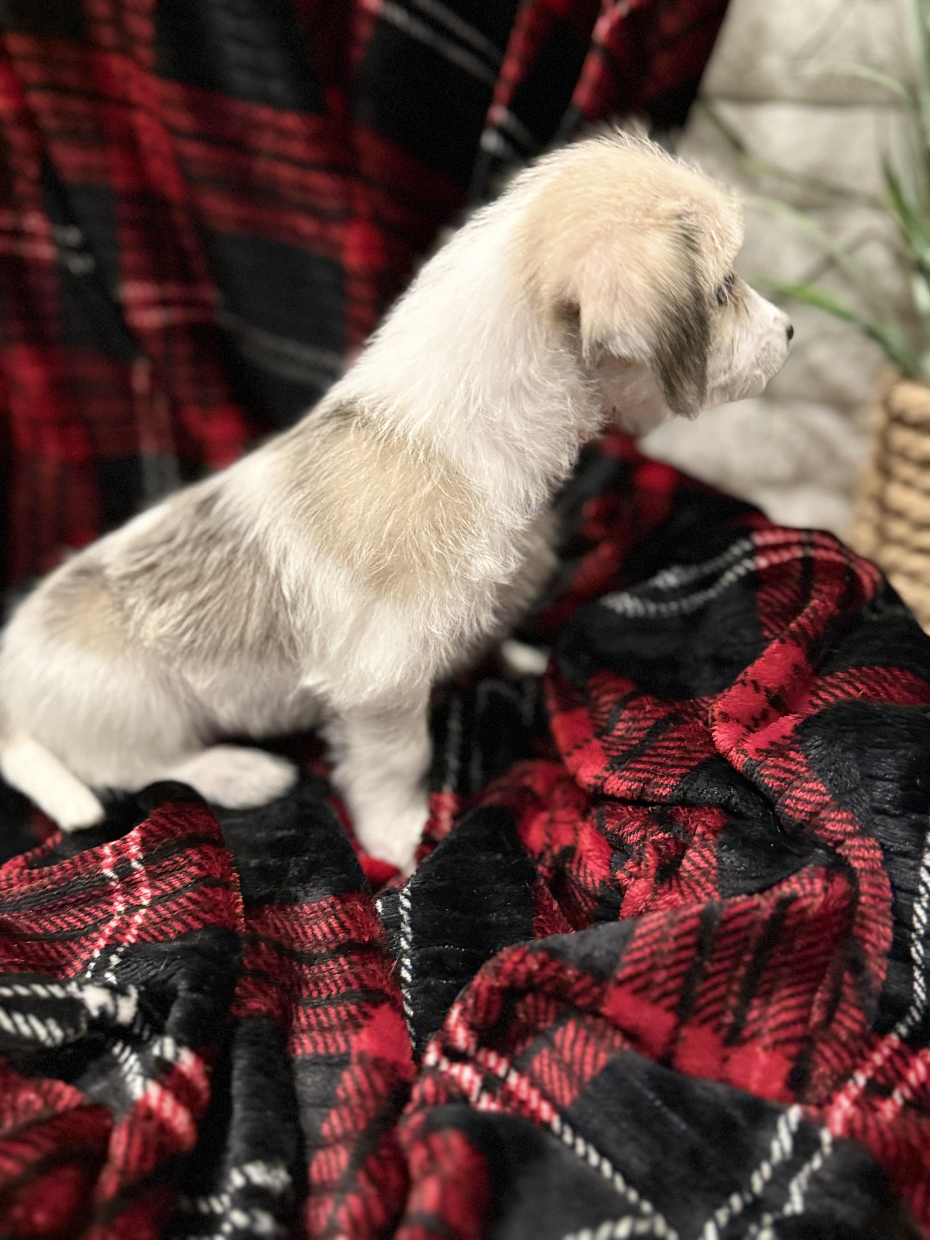 Enlarge Eddie, a ADOPTABLE mixed breed in Hales corners, WI image 3/4