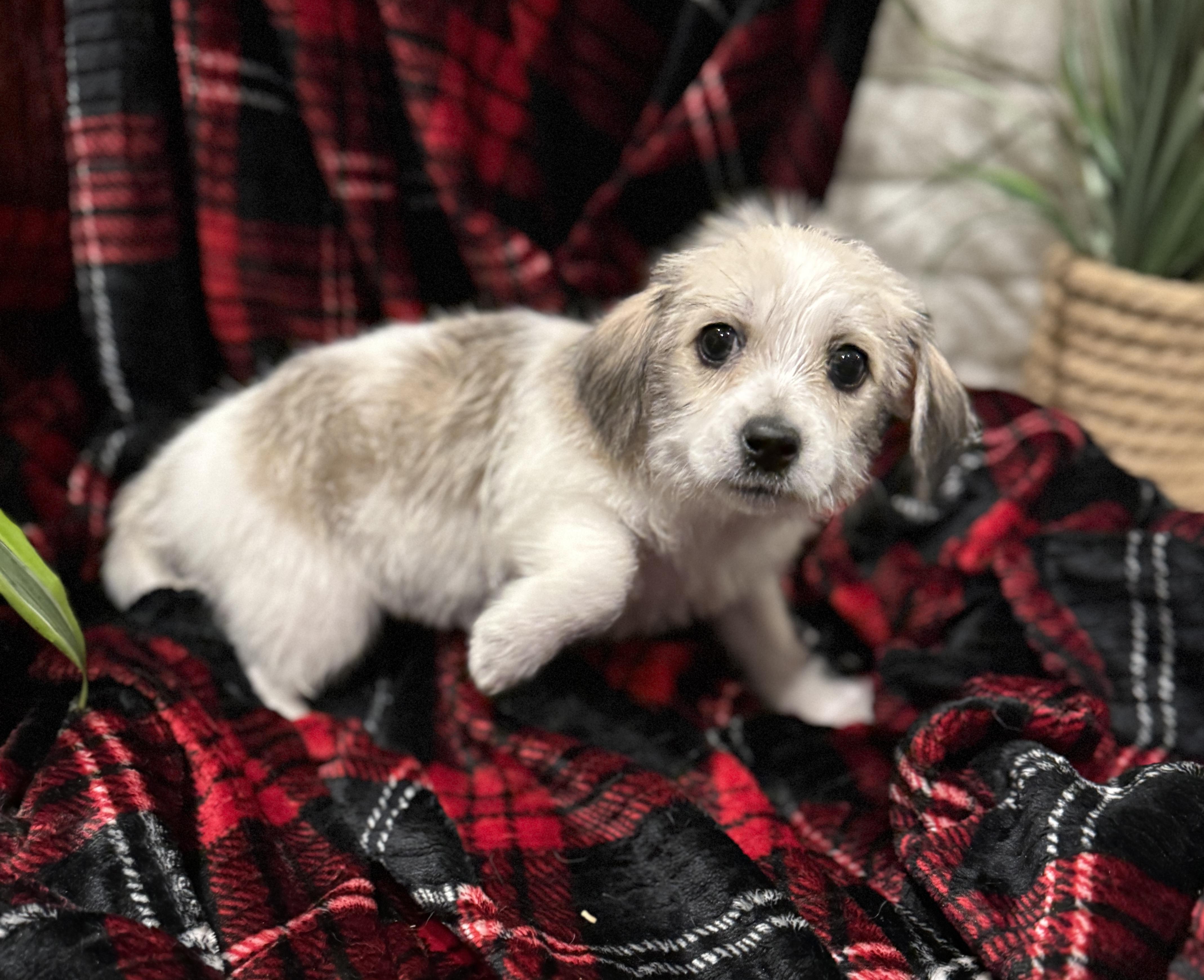Eddie, ADOPTABLE, Puppy Male Miniature Poodle & Chihuahua.