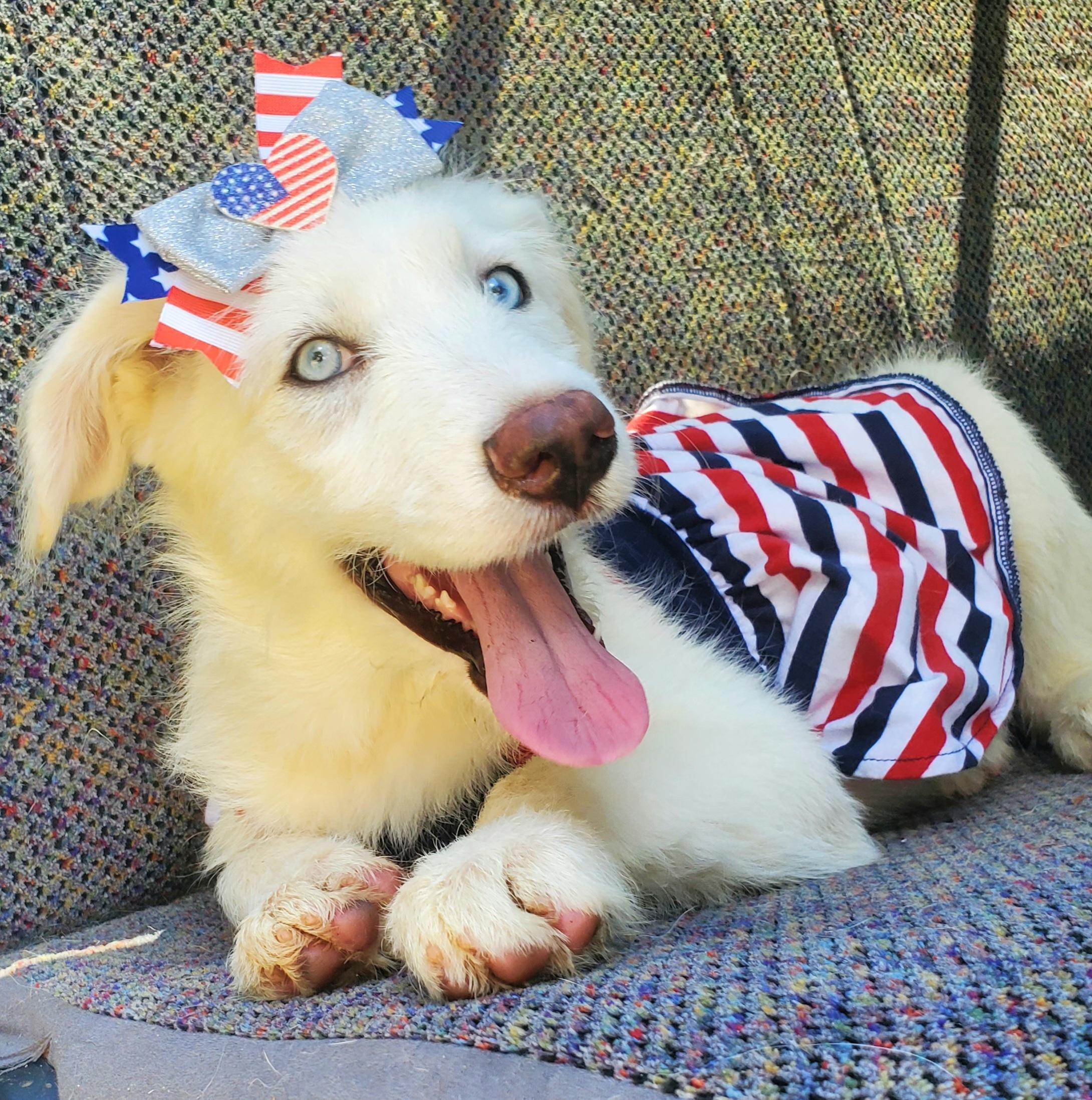 Summer, Adoptable, Puppy Female Poodle & Mixed Breed.