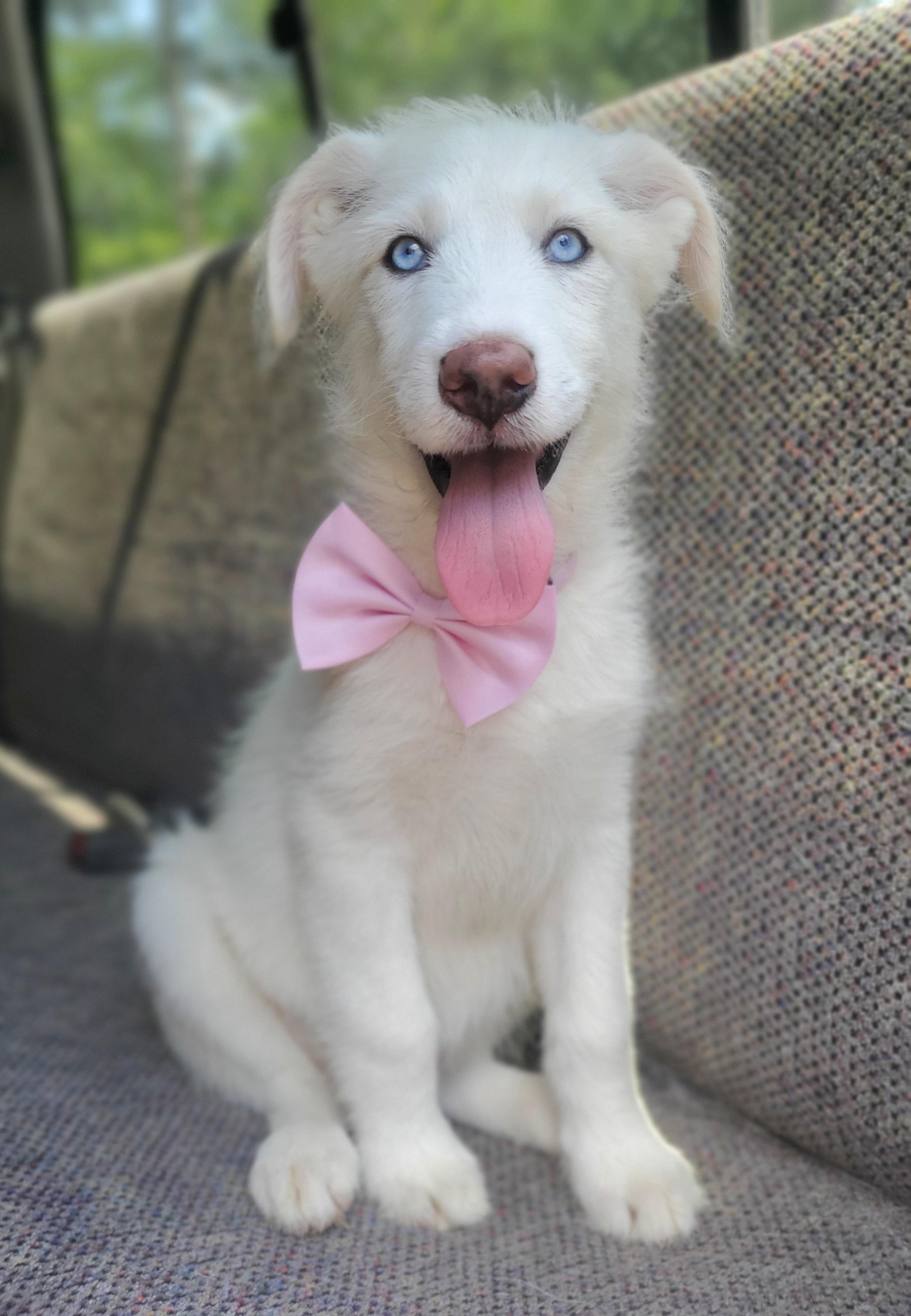Enlarge Summer, a Adoptable mixed breed in Jacksonville, FL image 6/6