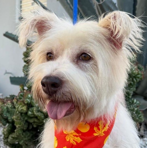 Enlarge LULU LEMON DROP (OUT OF TOWN), a Adoptable mixed breed in New York, NY image 1/3