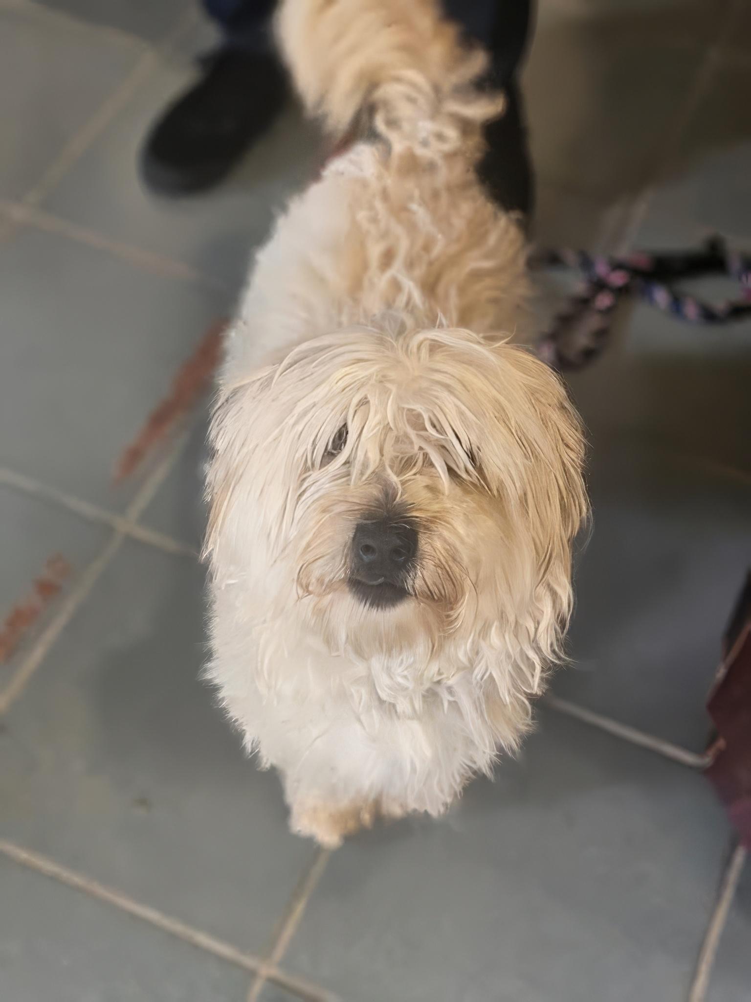 Prune Juice, adopted, Young Male Mixed Breed.