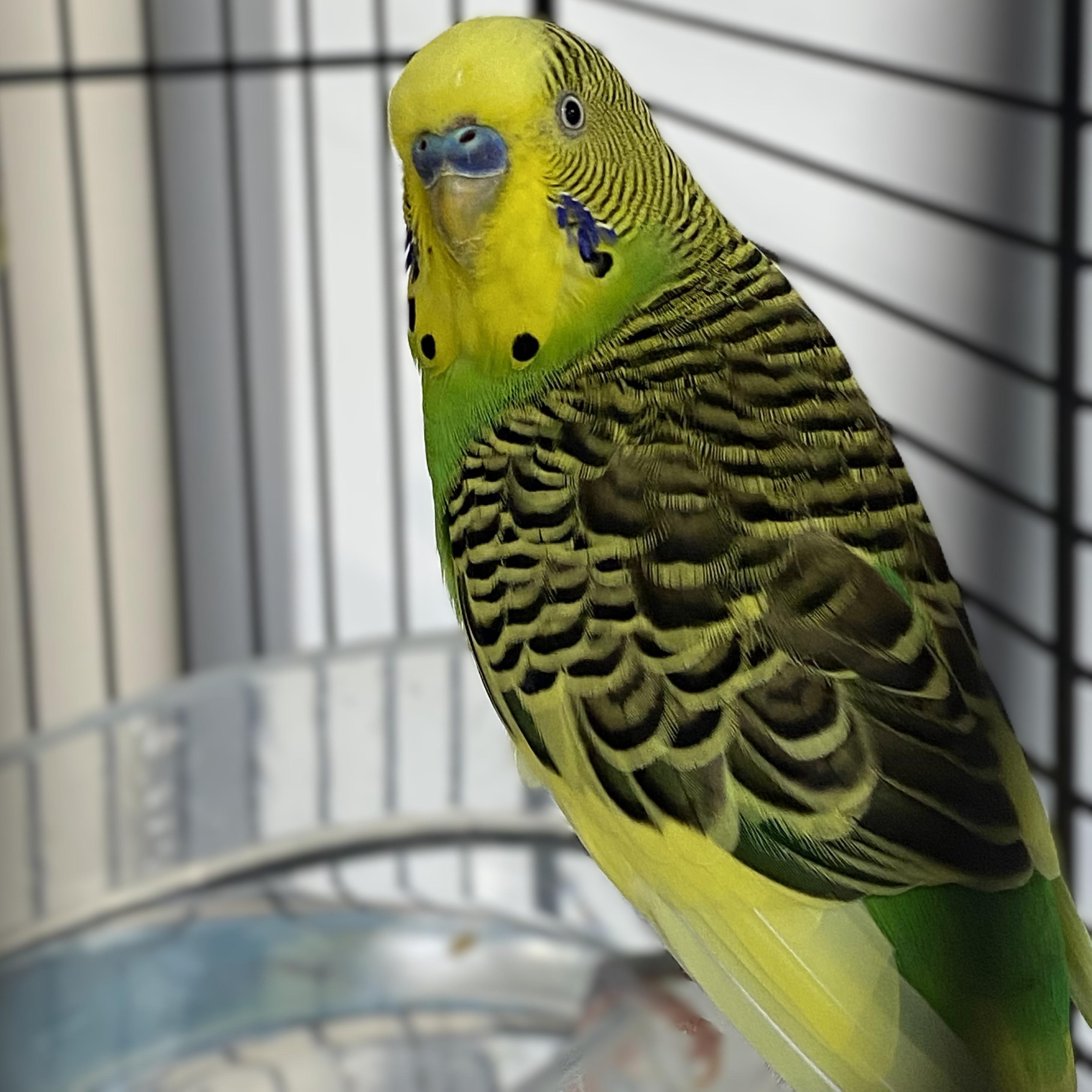 Enlarge Naughty- #49514, a Adoptable Parakeet (Other) in Columbia, MD image 3/3