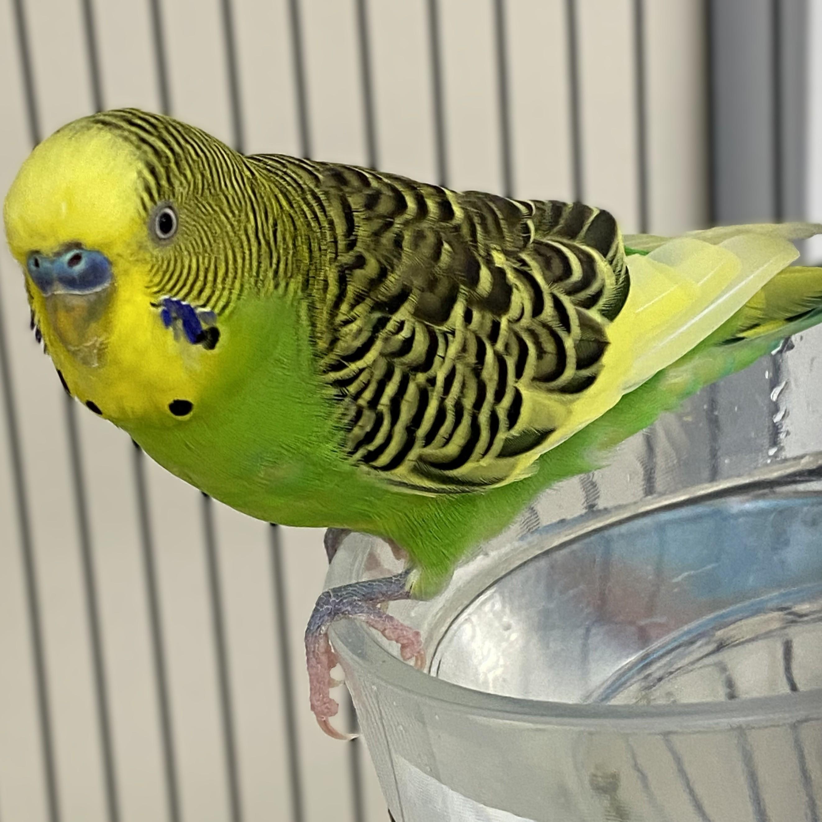 Enlarge Naughty- #49514, a Adoptable Parakeet (Other) in Columbia, MD image 1/3