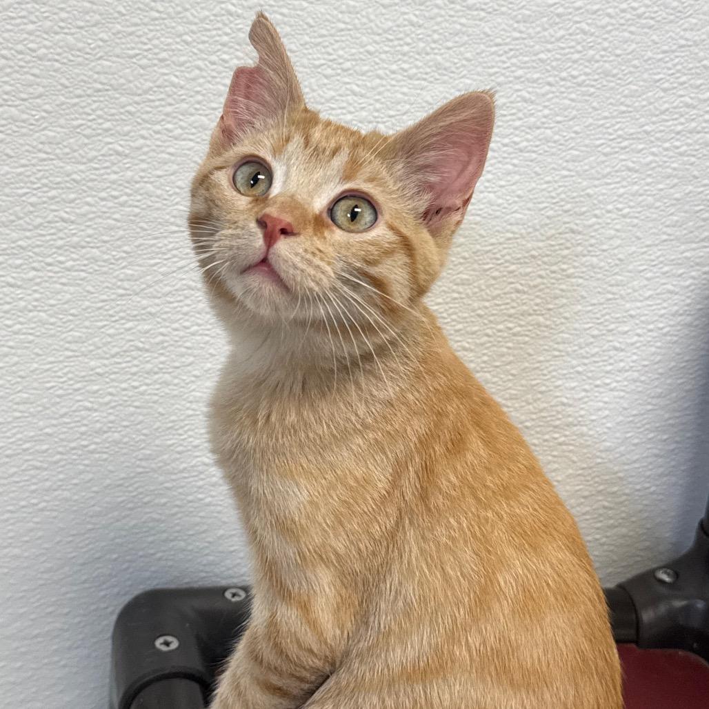 Fry, Adoptable, Kitten Male Domestic Medium Hair.