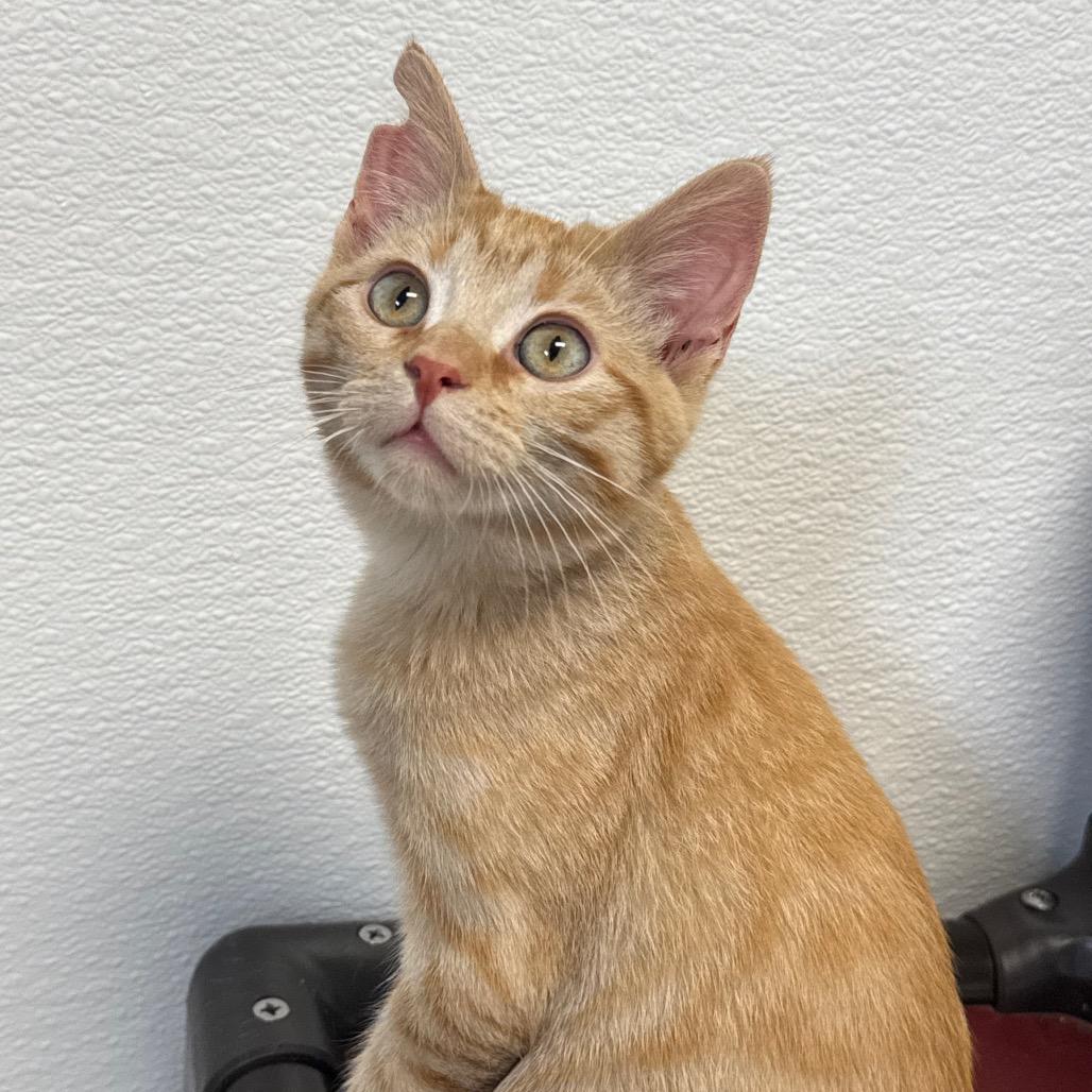 Enlarge Fry, a Adoptable Domestic Medium Hair in Milford, IA image 2/3