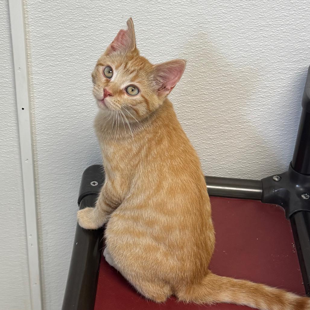 Enlarge Fry, a Adoptable Domestic Medium Hair in Milford, IA image 3/3